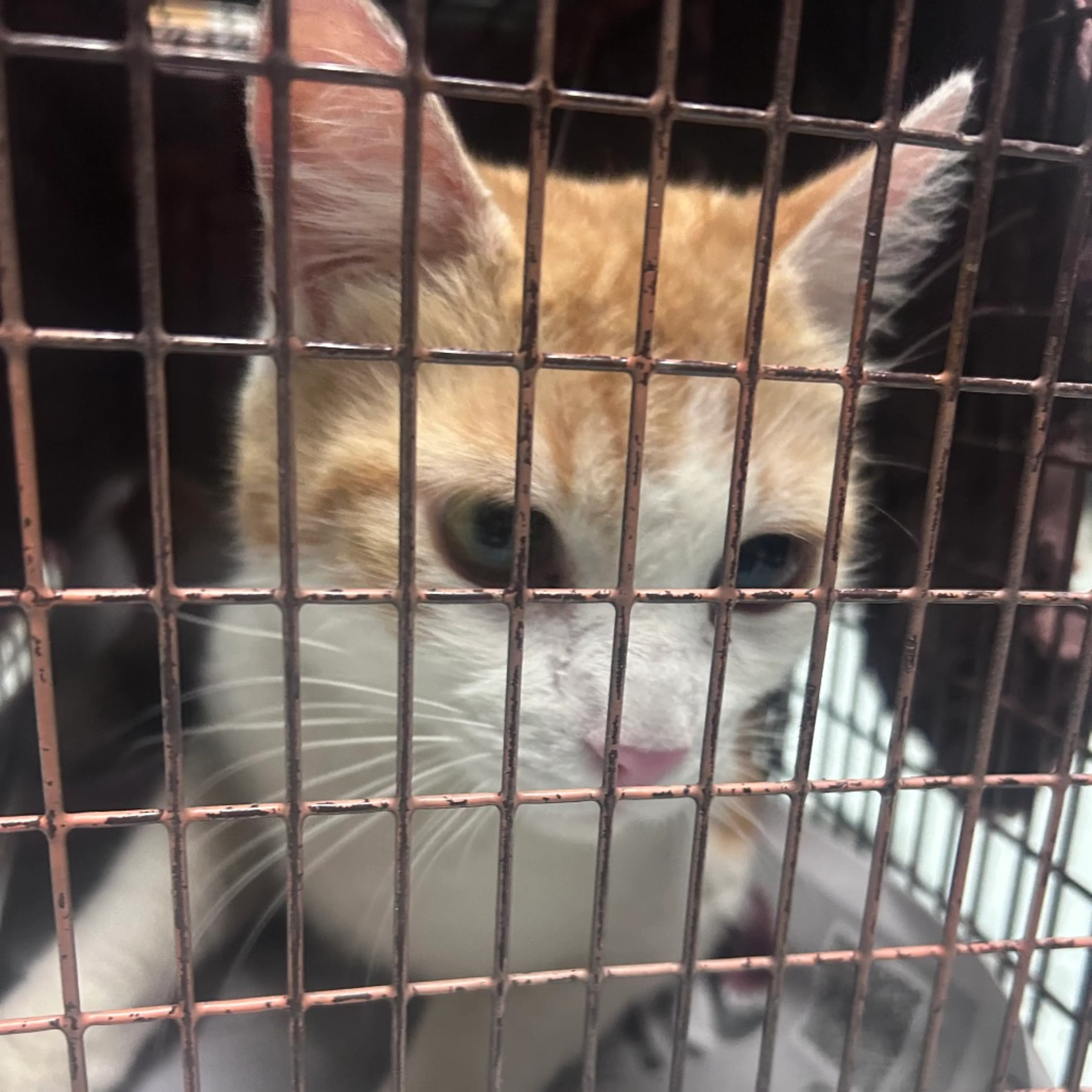 Found pet-0