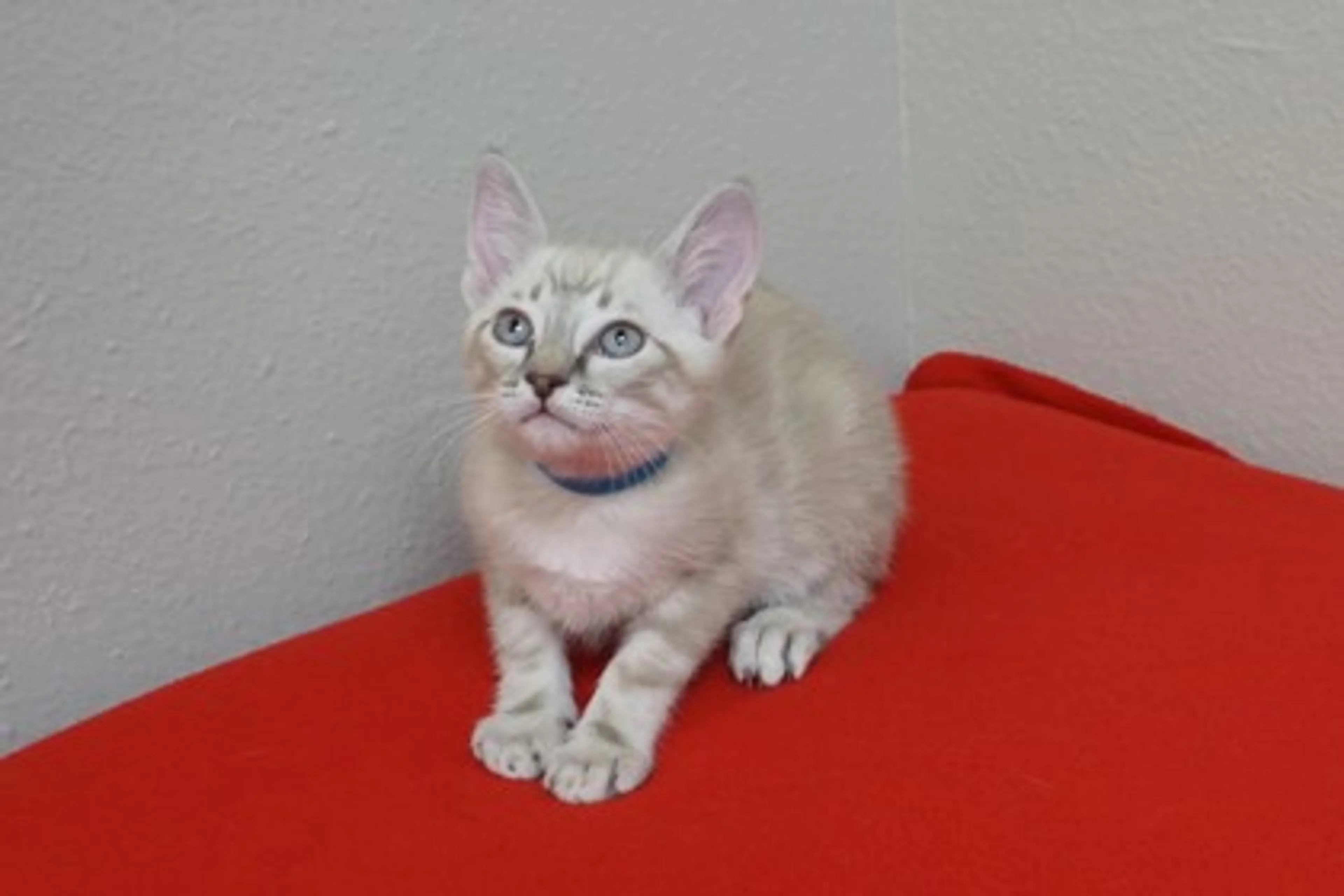 Found pet-1