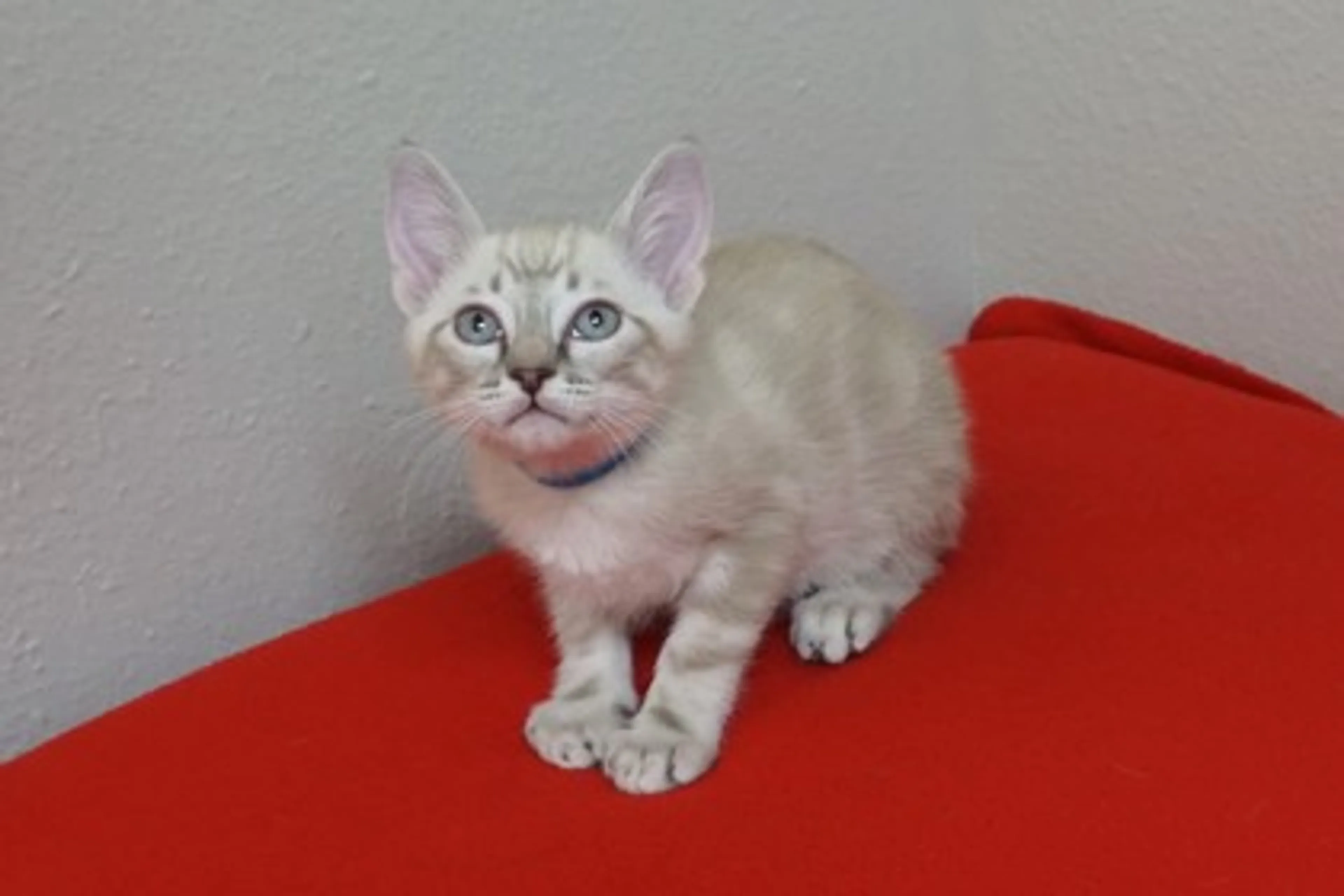 Found pet-2
