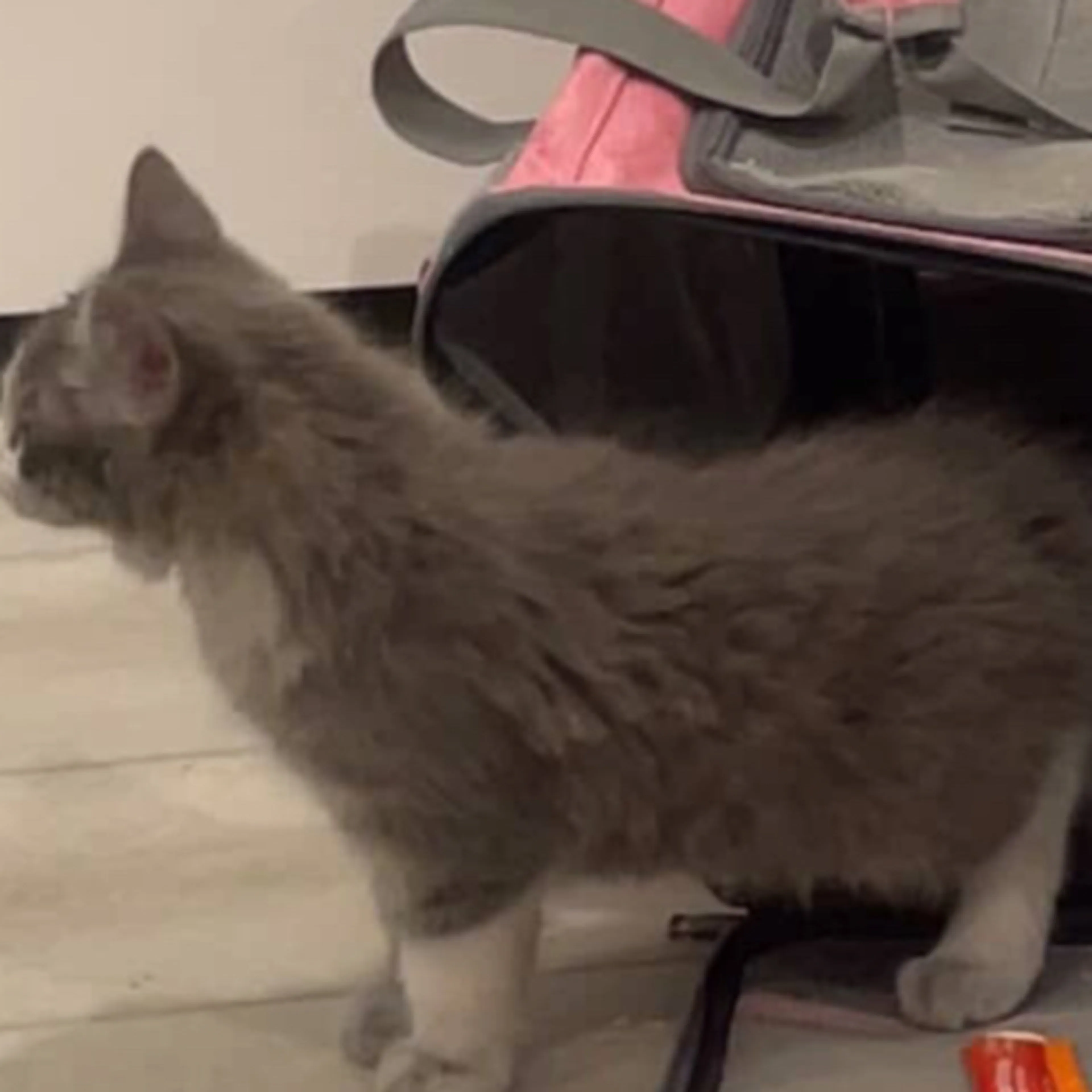 Lost pet-1