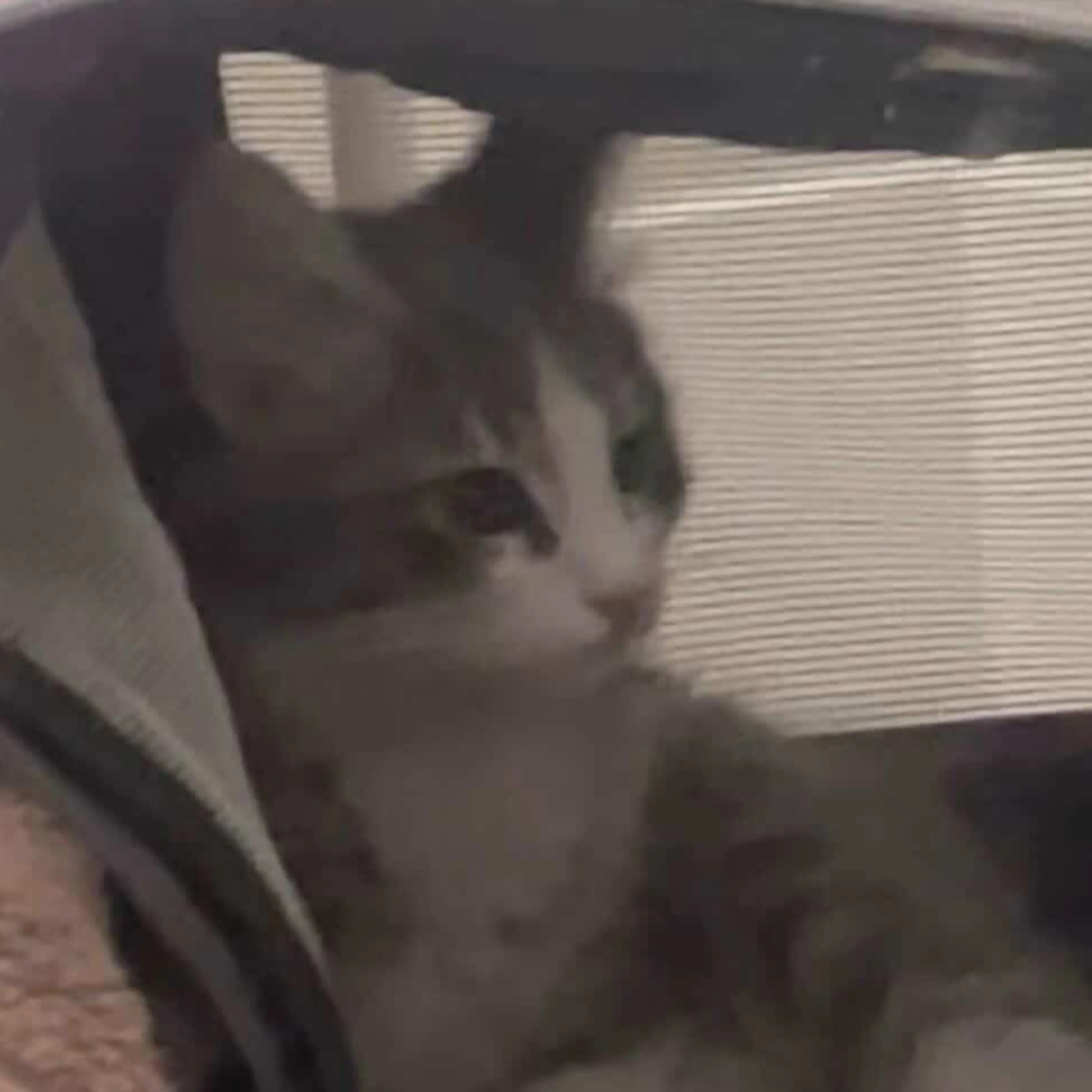 Lost pet-2