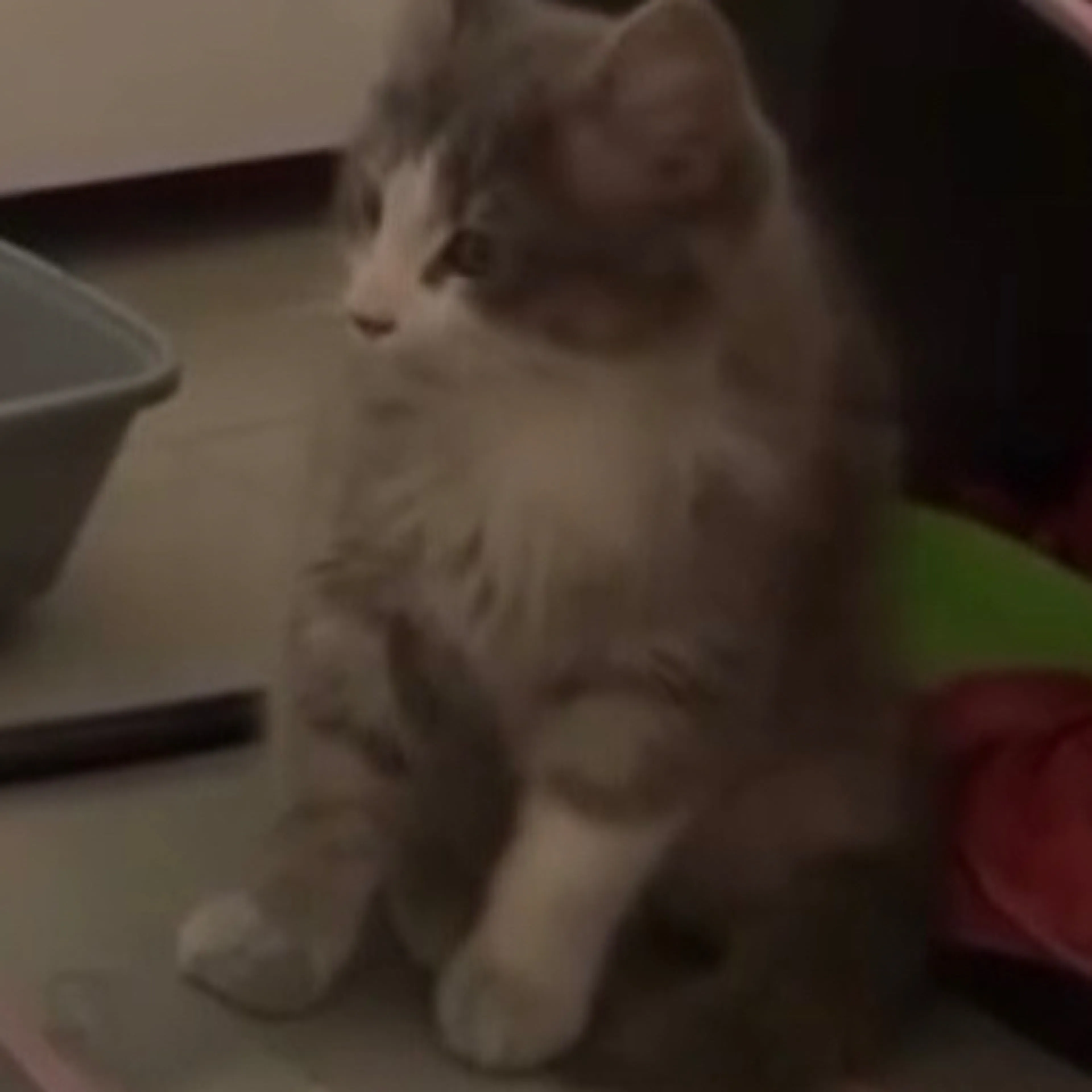 Lost pet-3