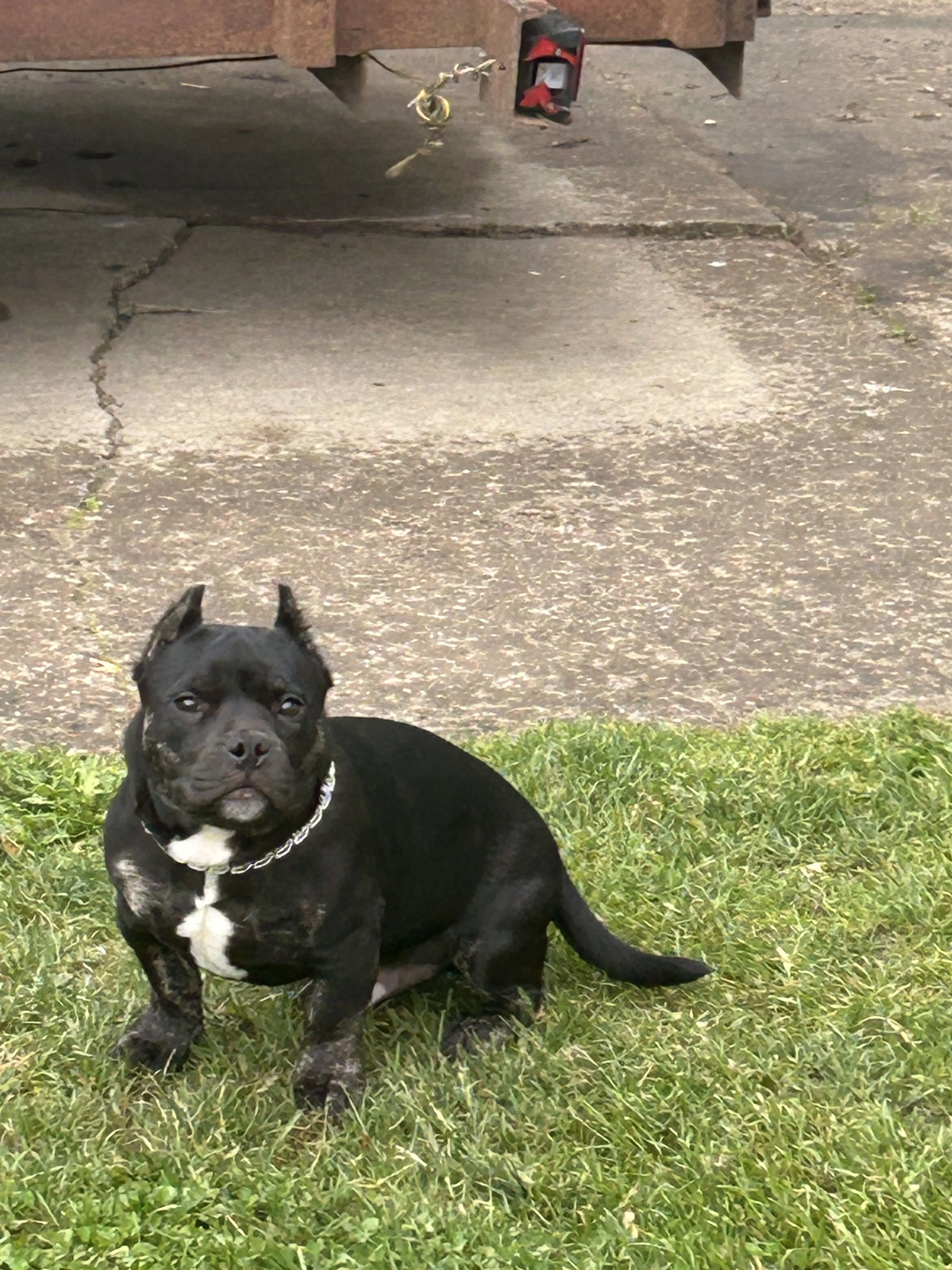 Lost pet