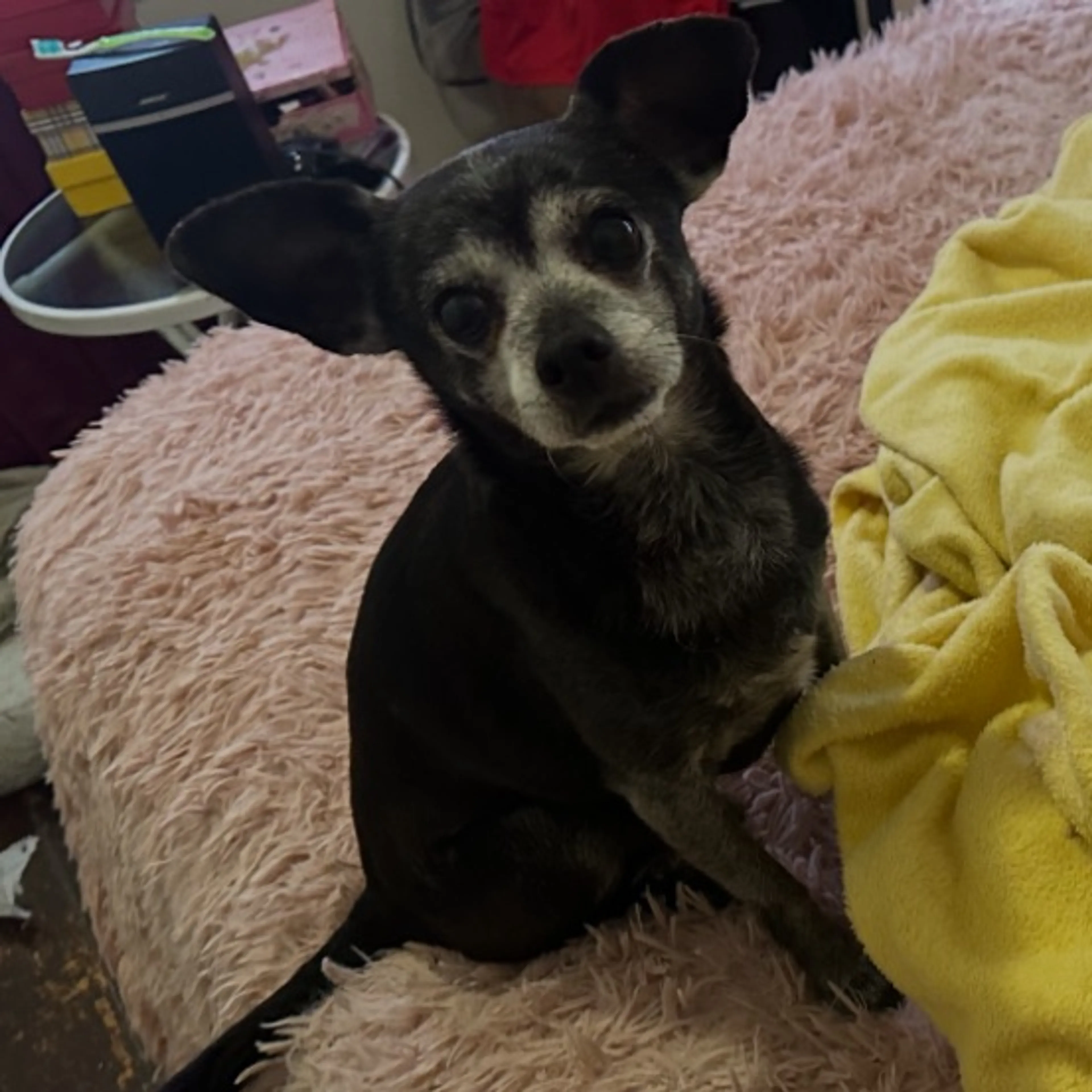 Lost pet