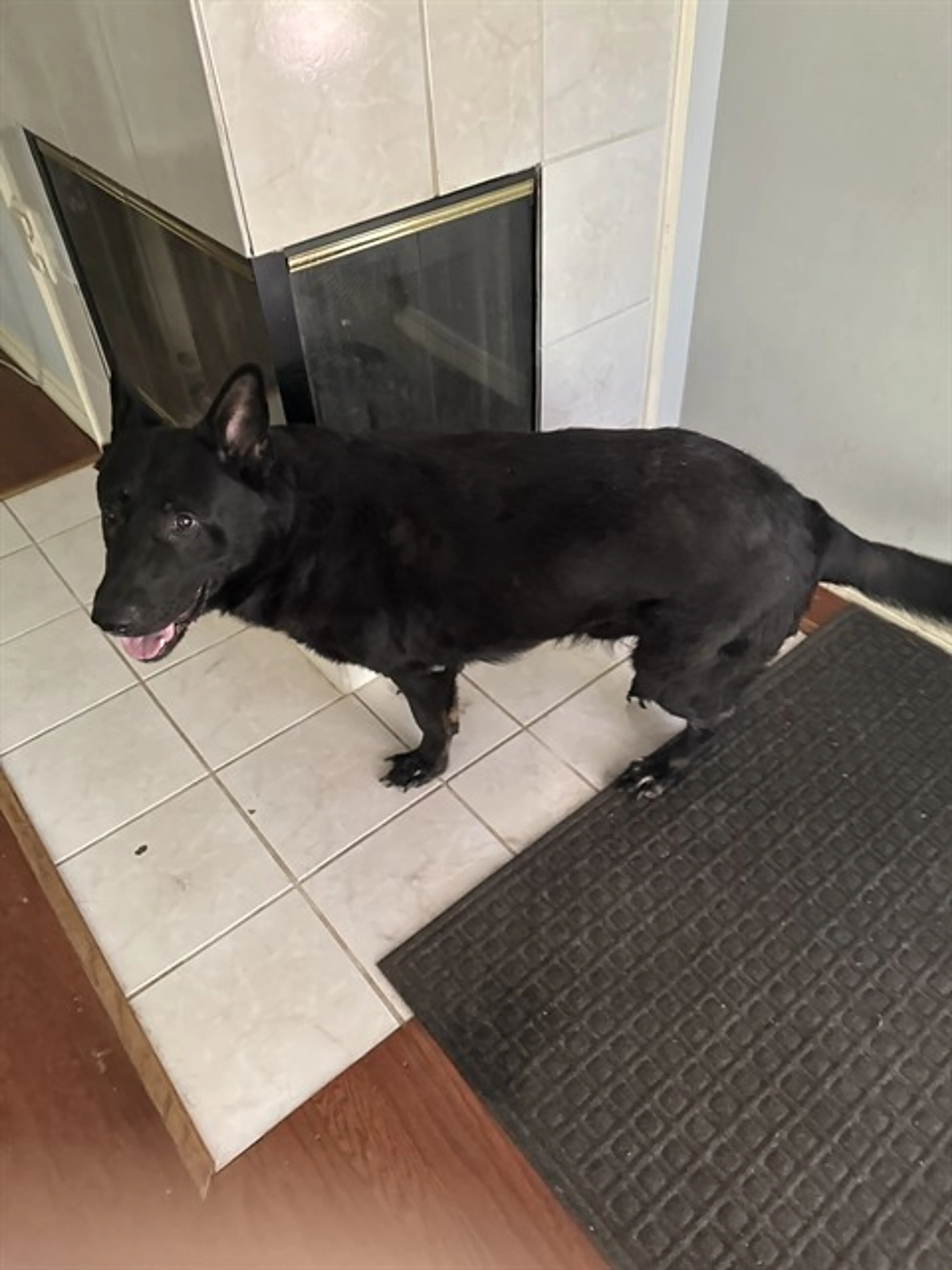 Found pet