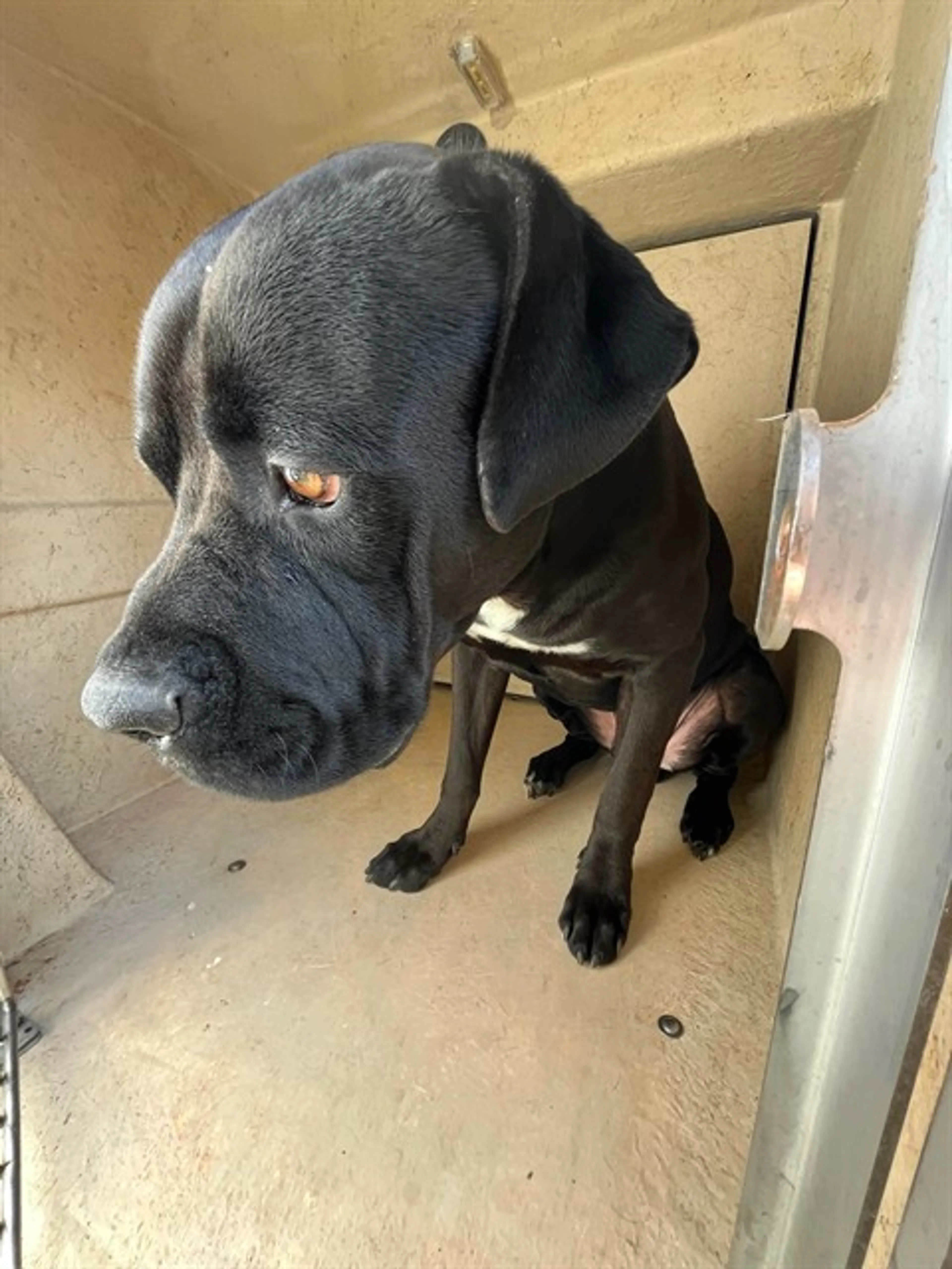 Found pet