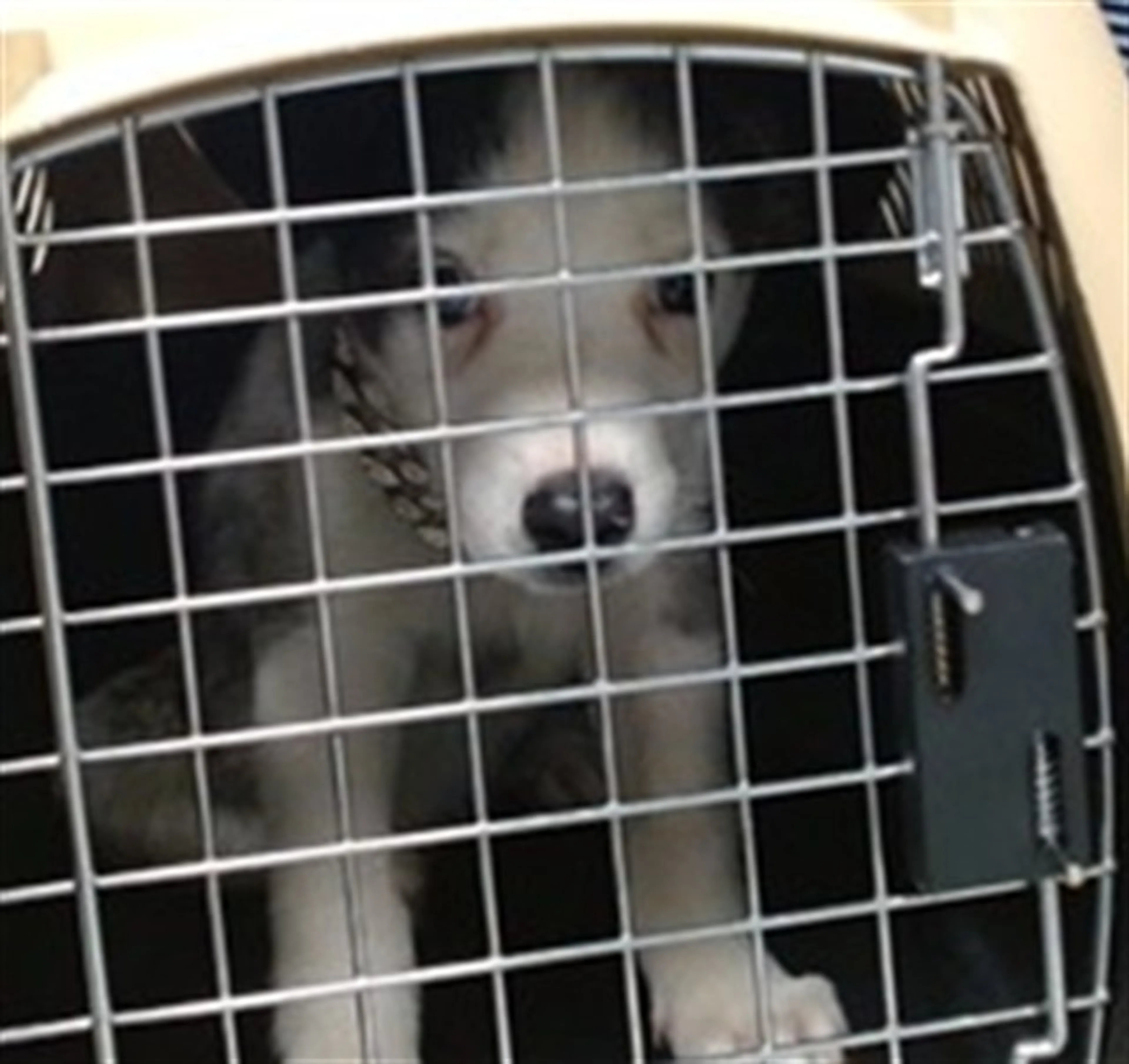 Found pet