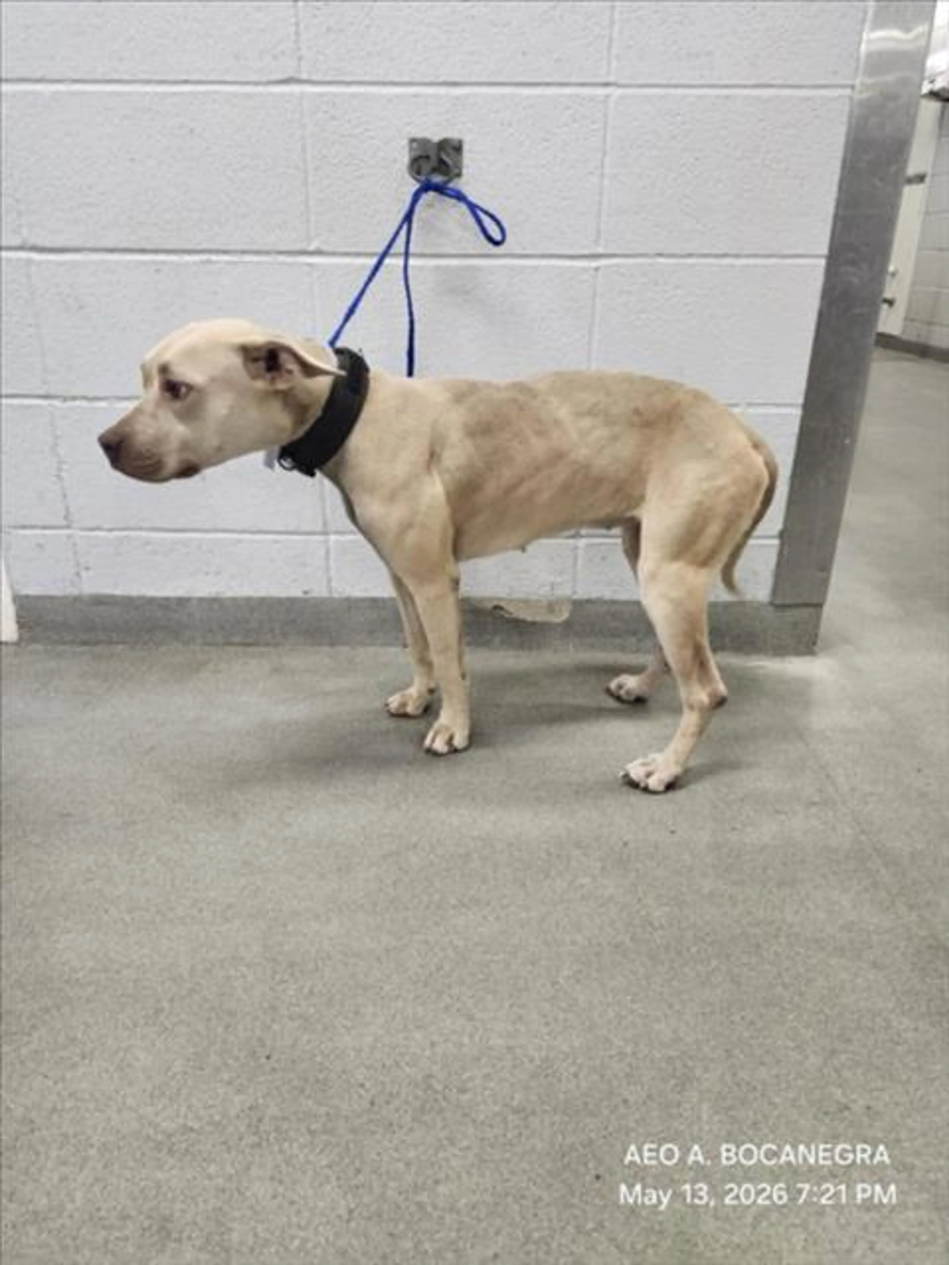 Found pet