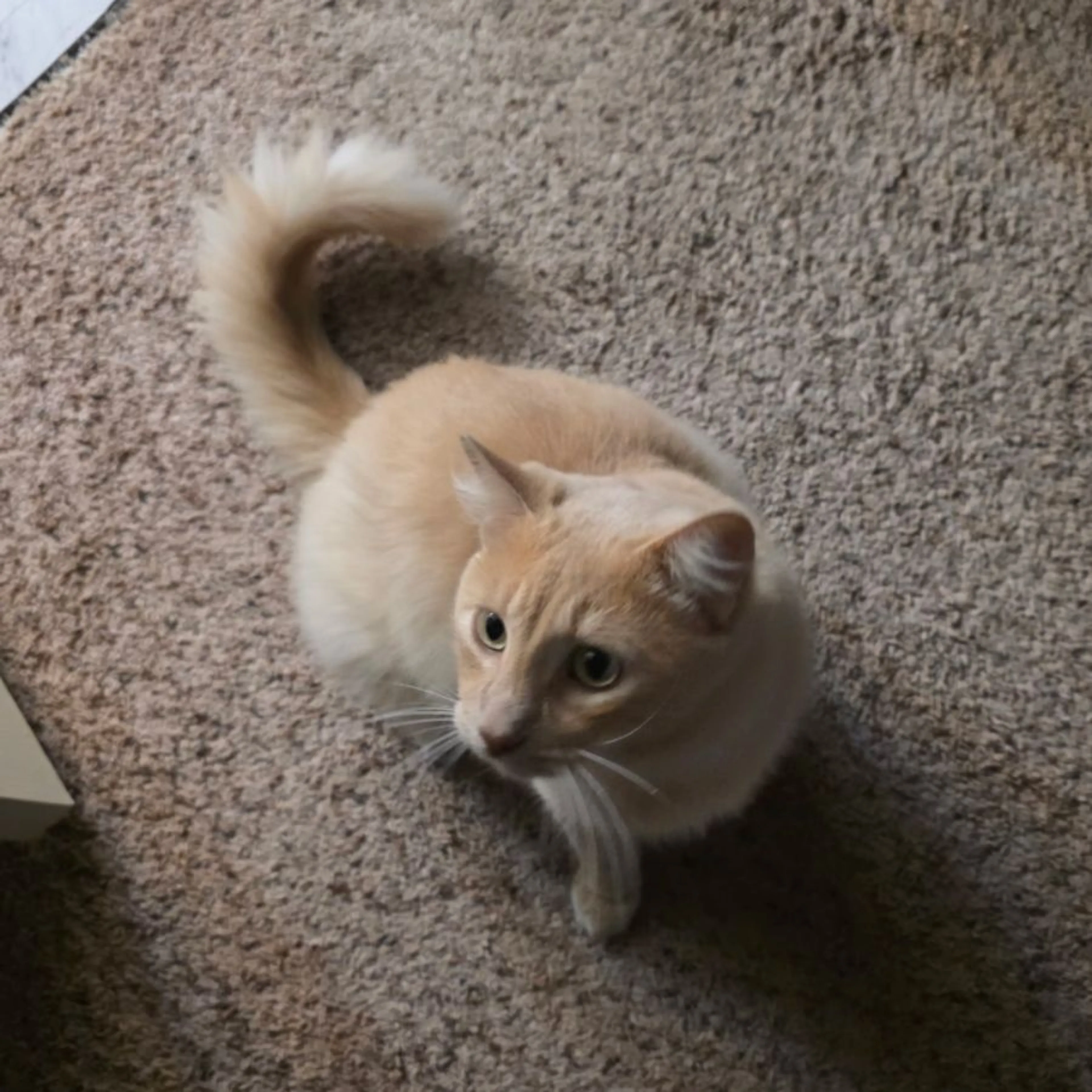 Lost pet-0