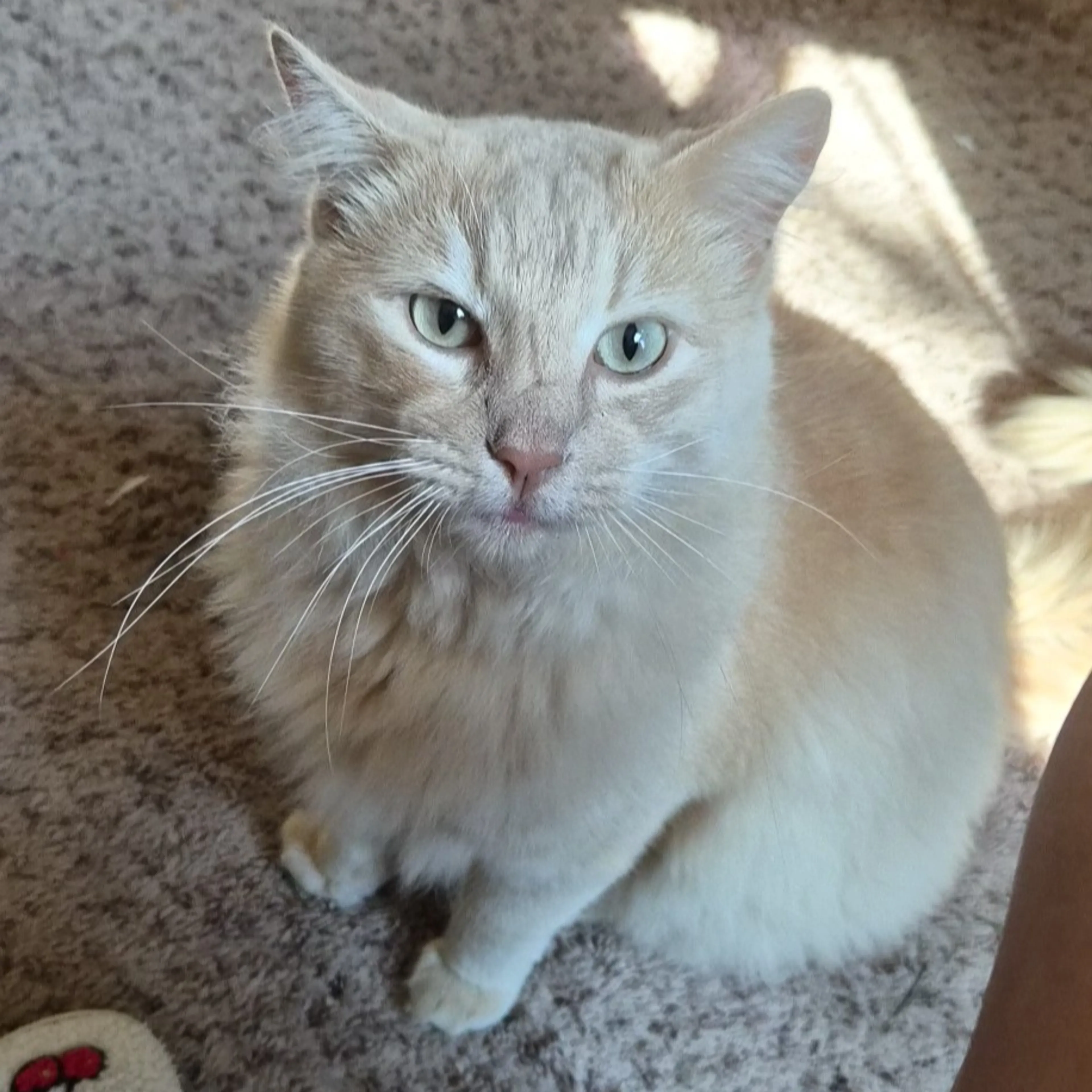 Lost pet-1