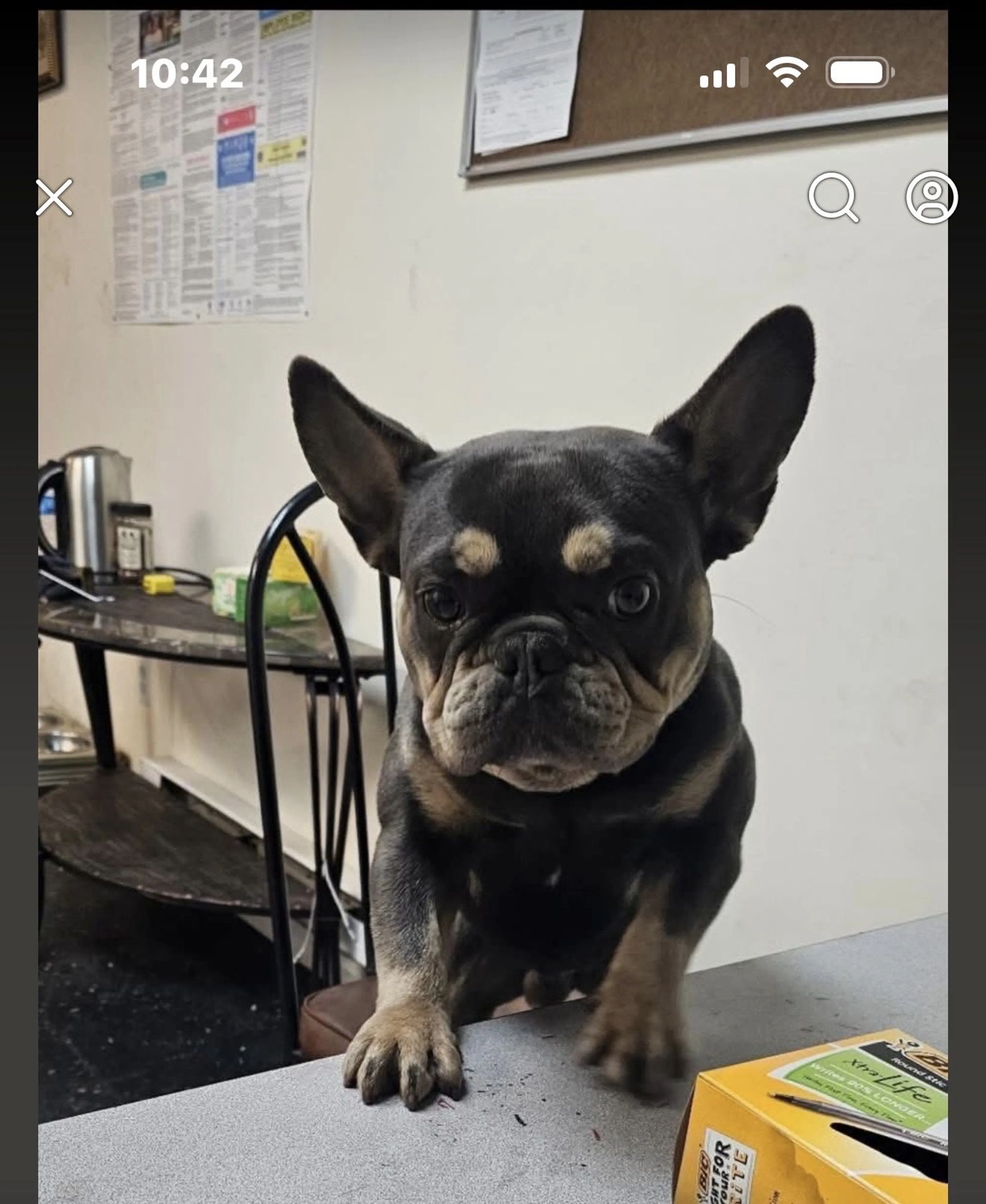 Lost pet