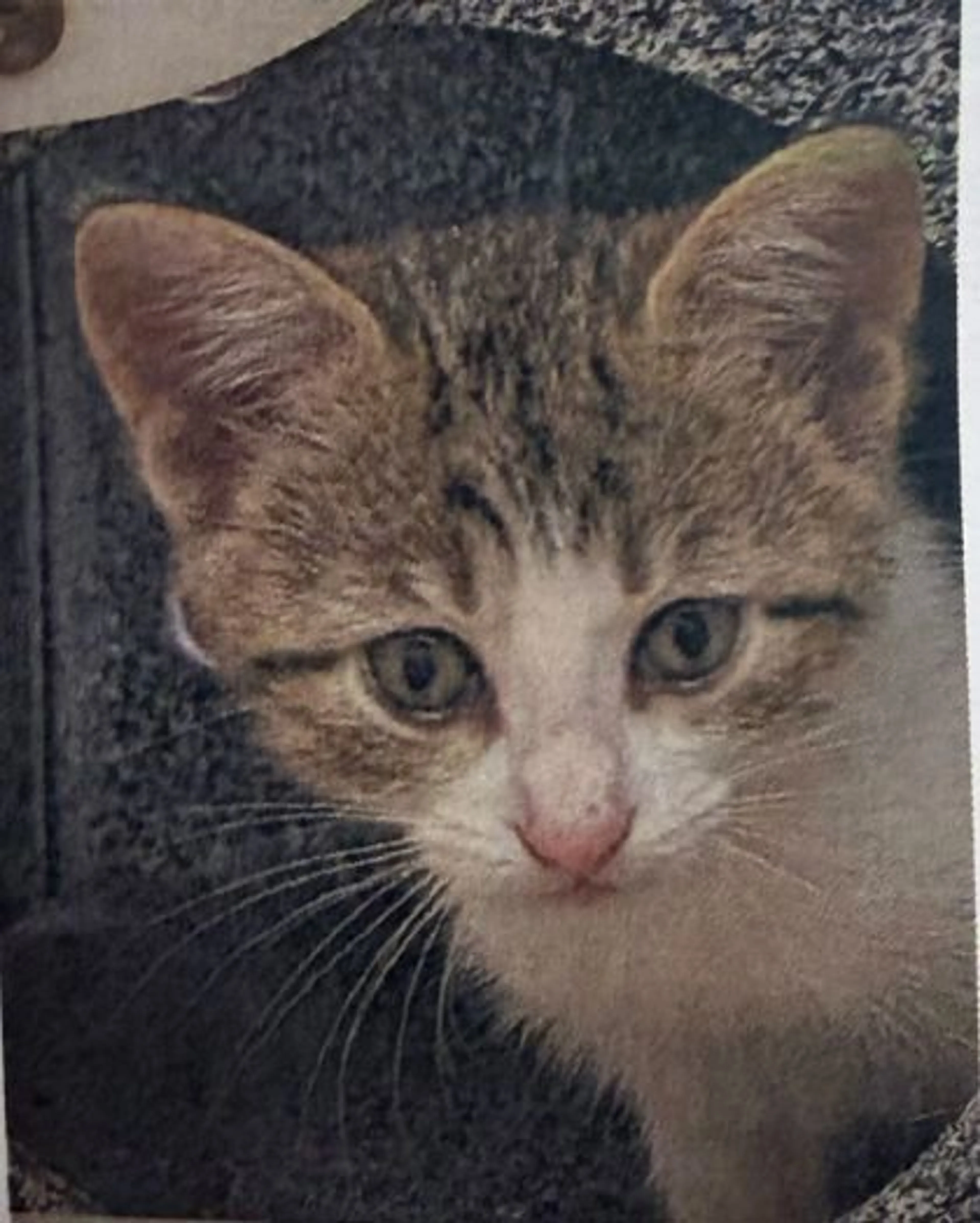 Found pet