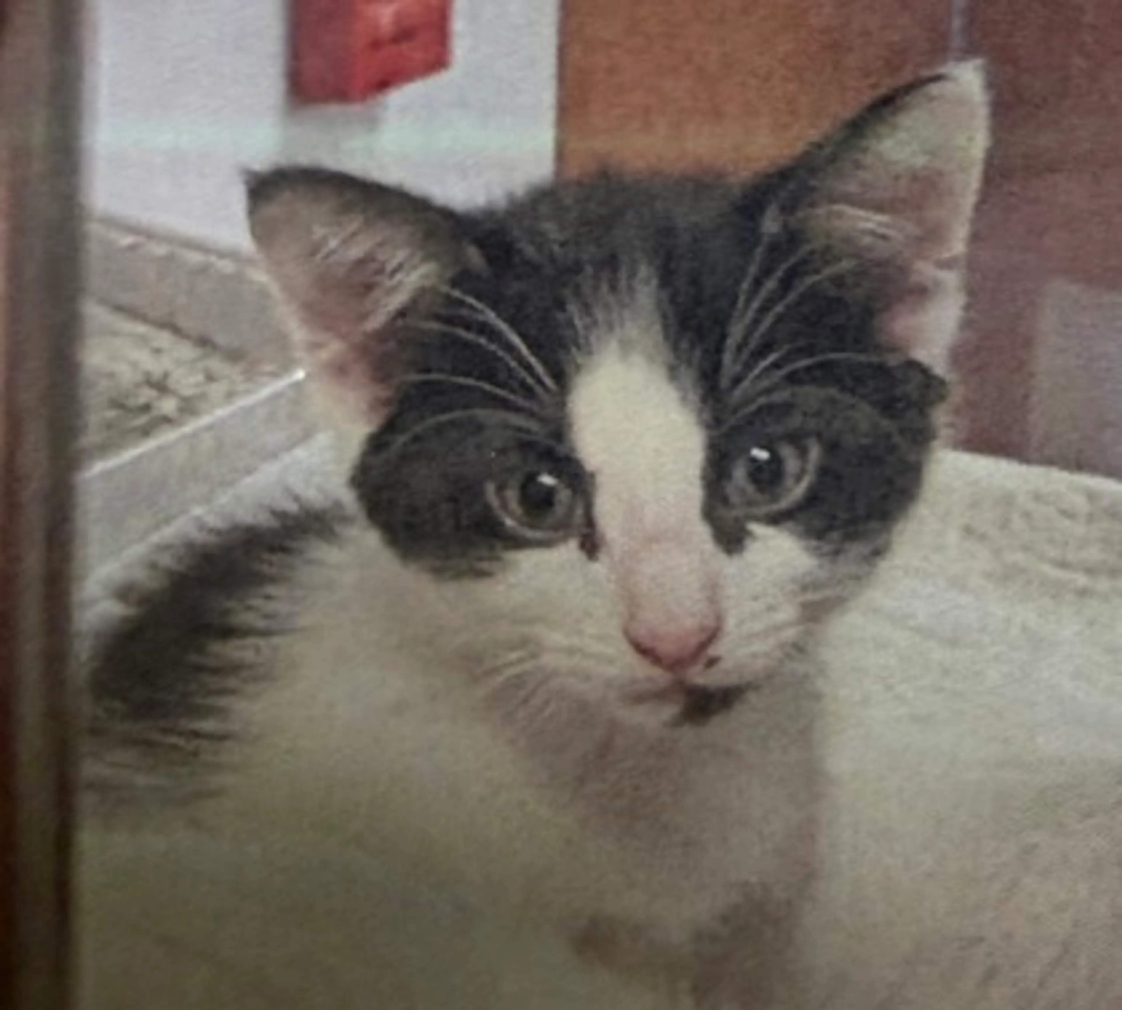 Found pet