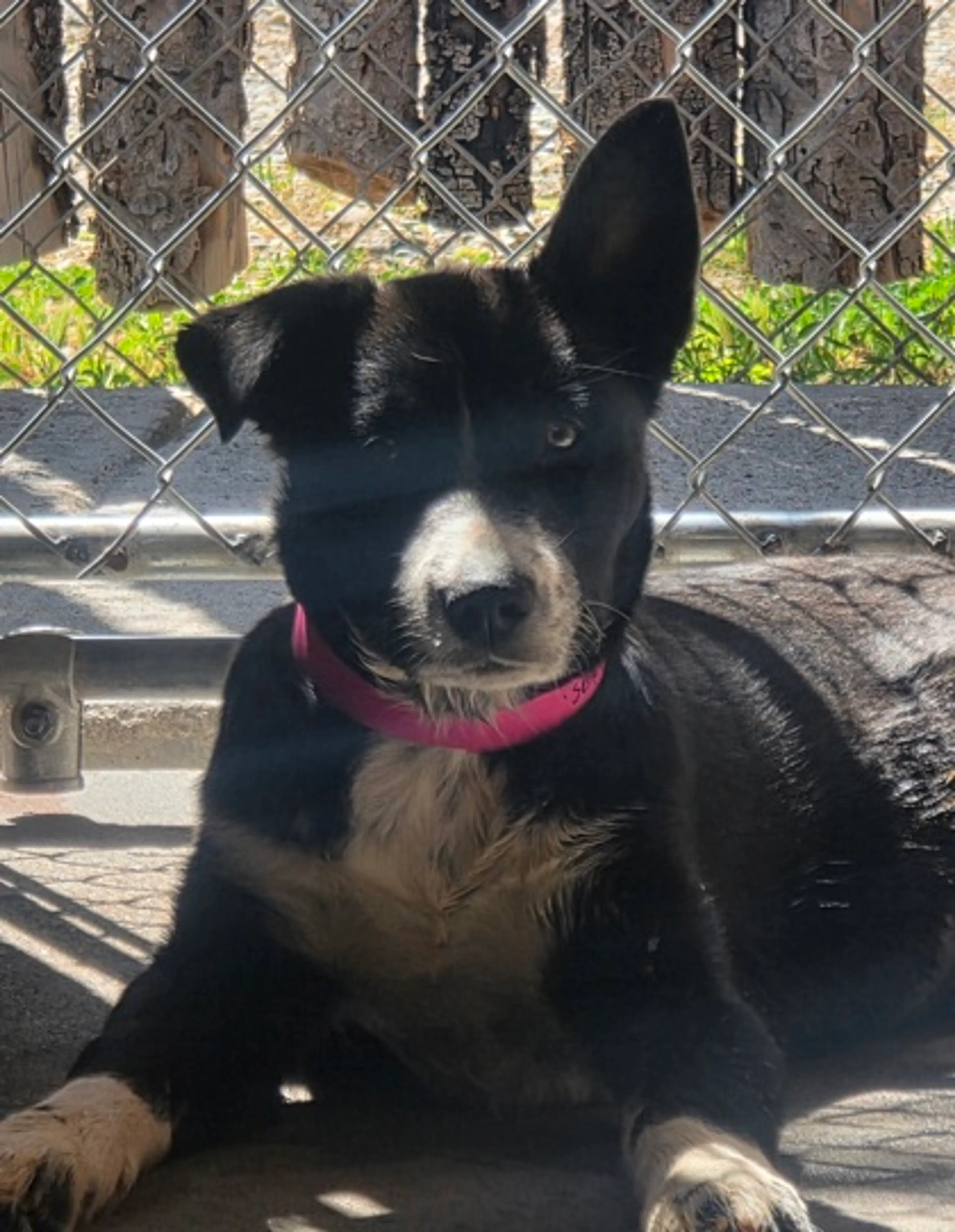 Found pet-1