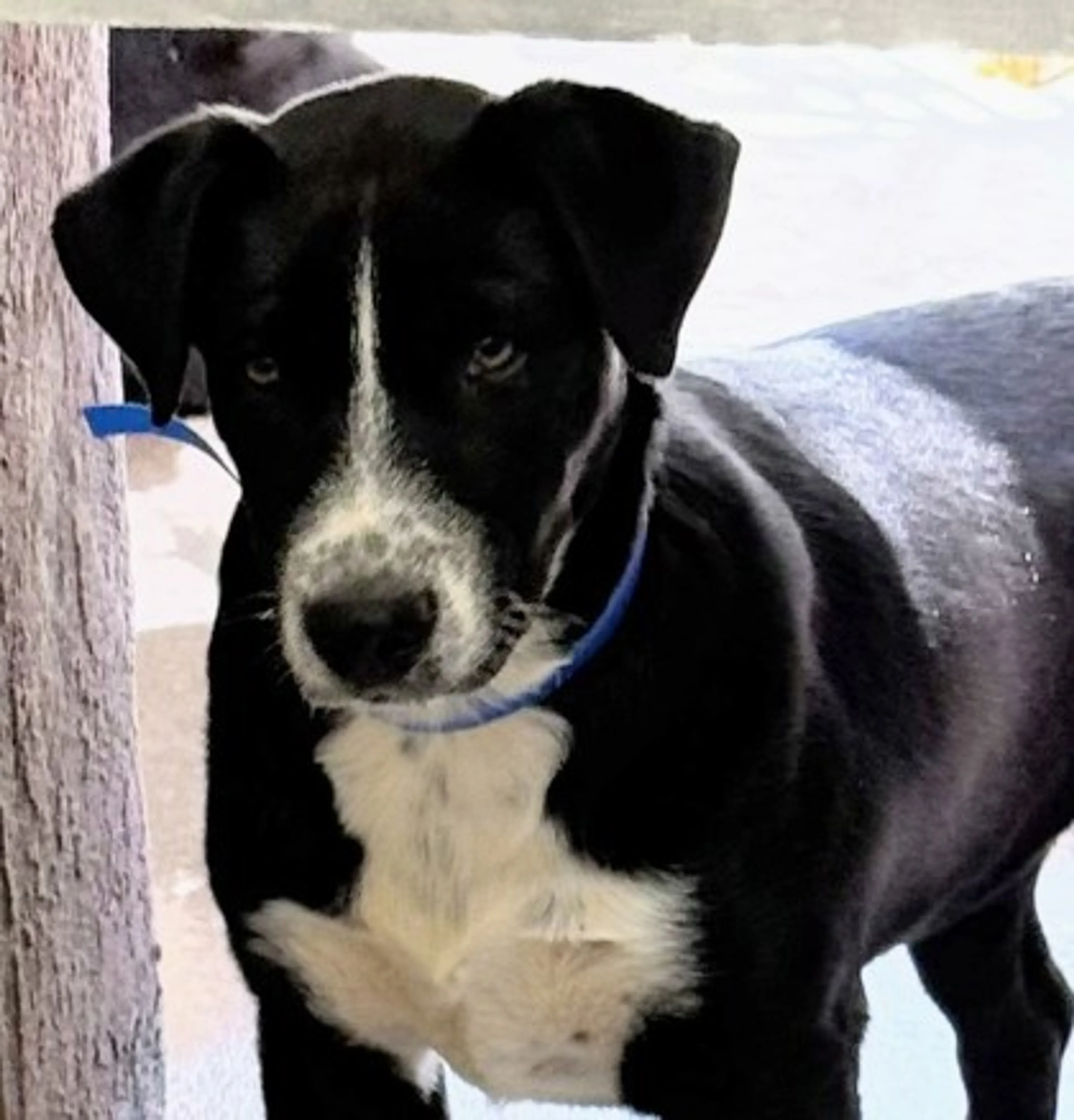 Found pet-1