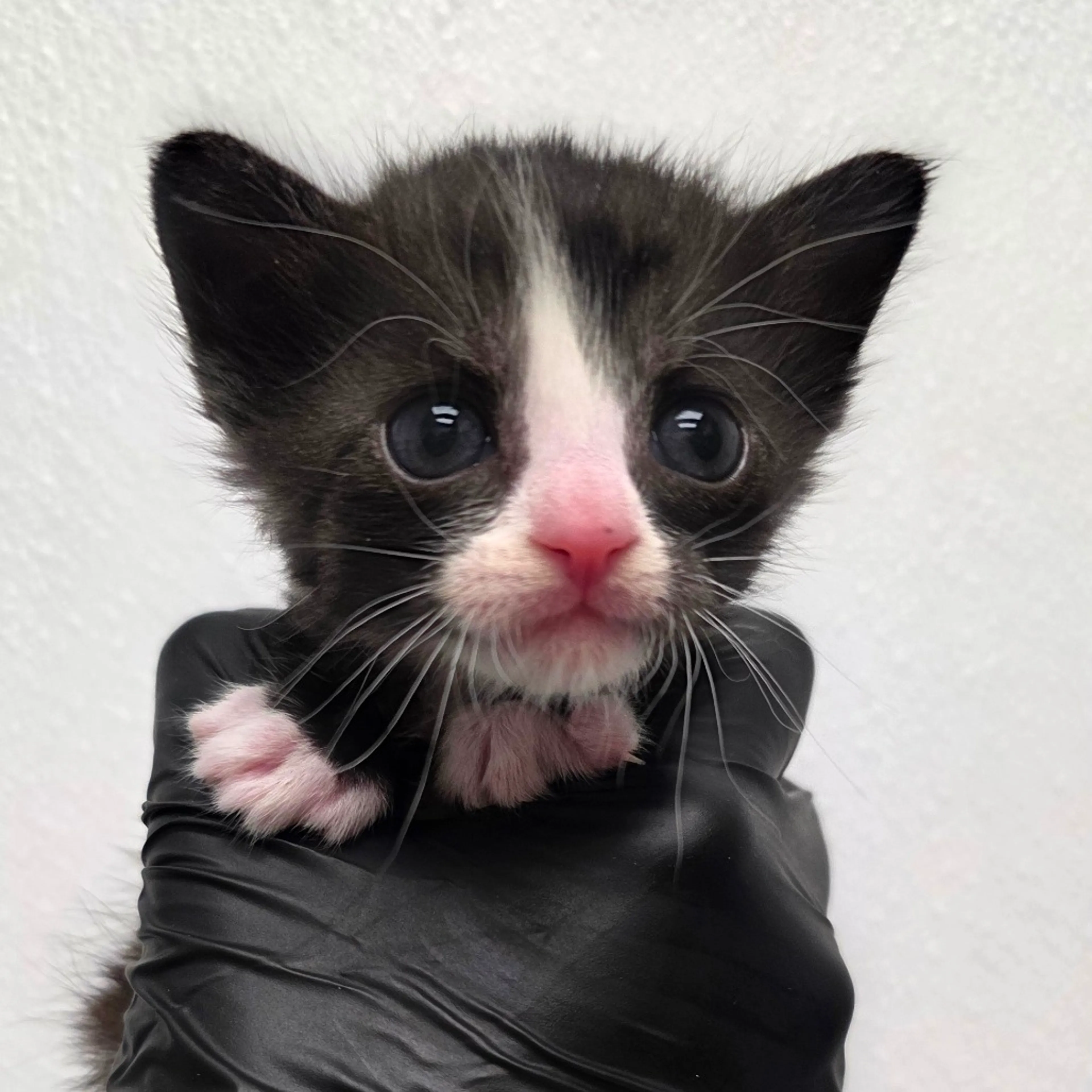 Found pet-1