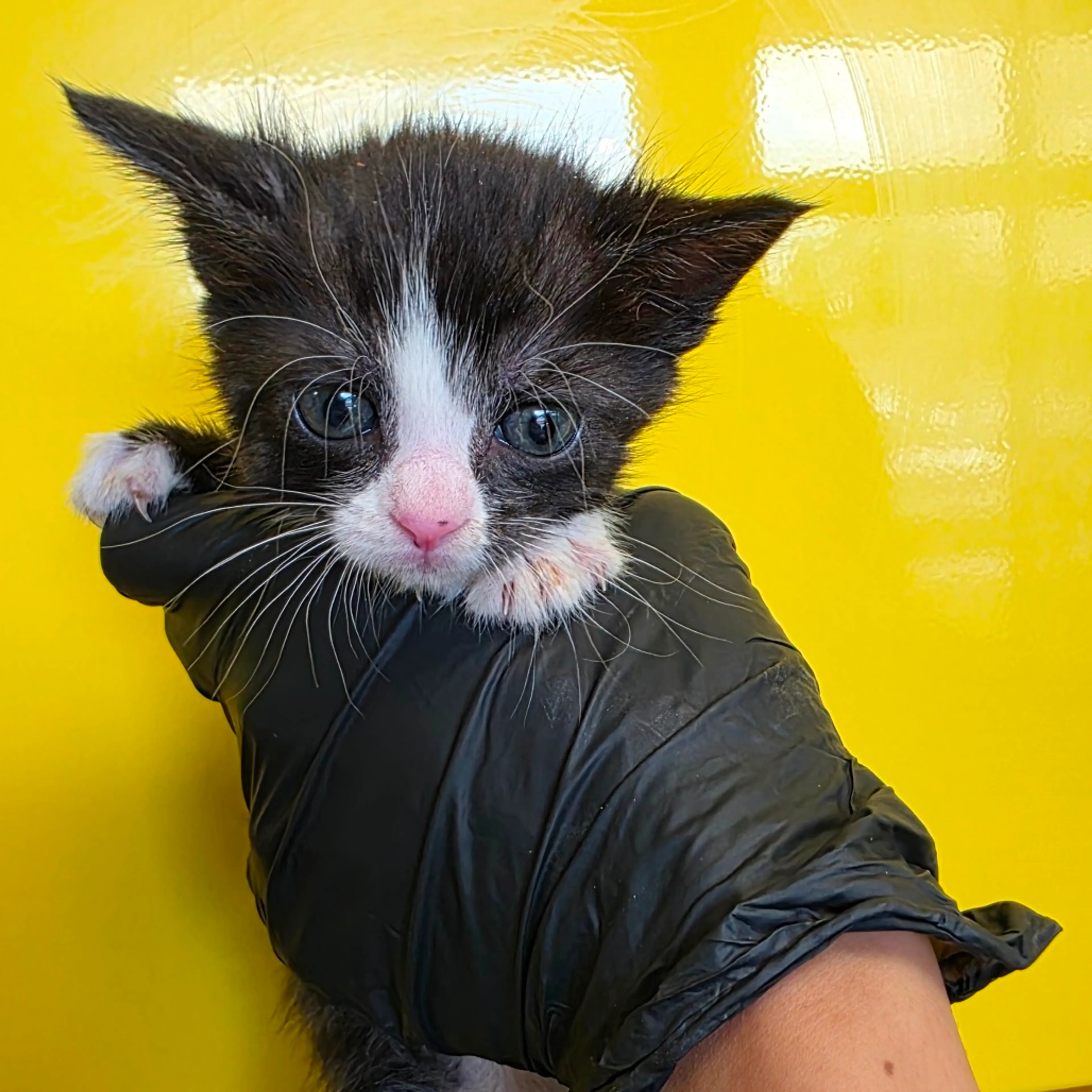 Found pet-2