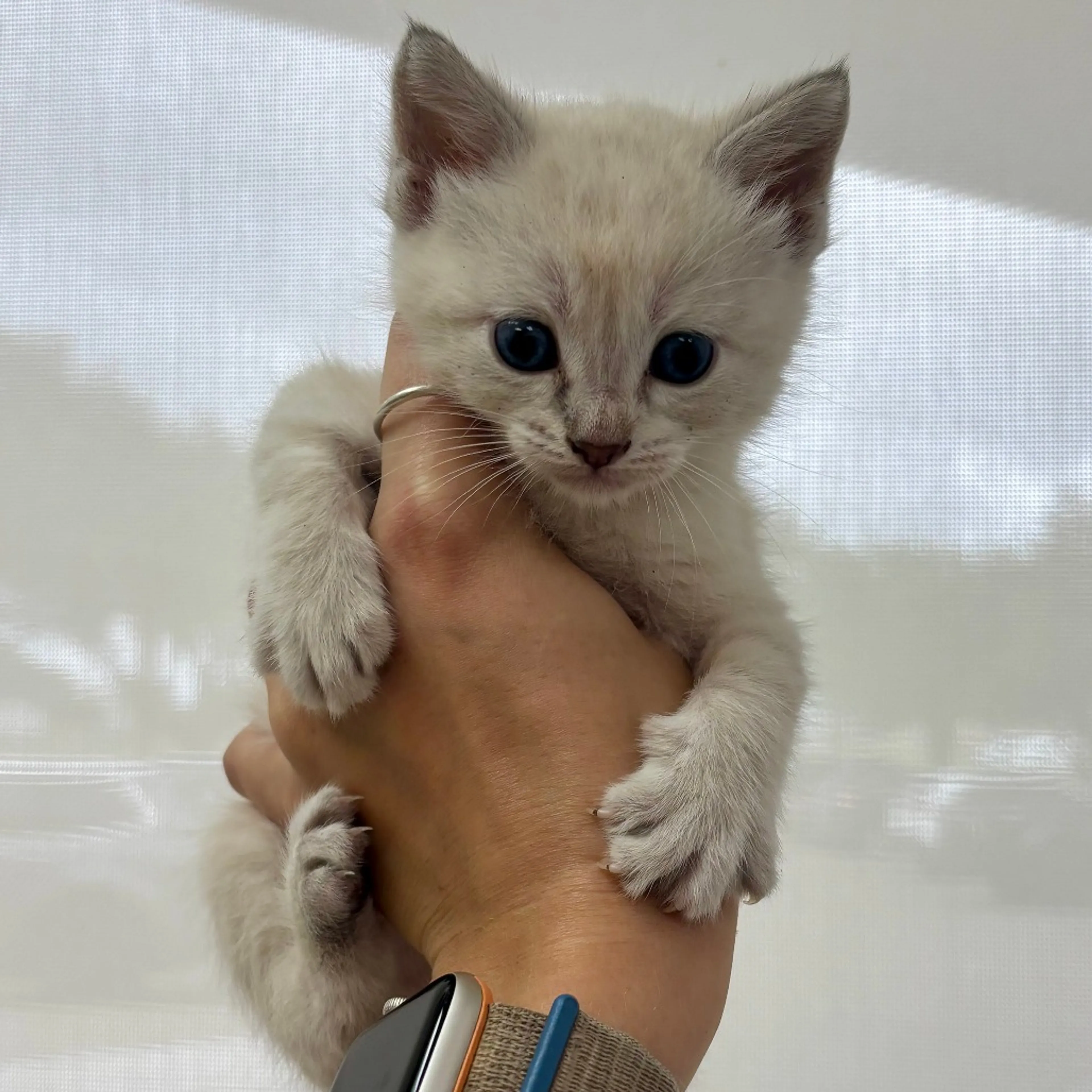 Found pet