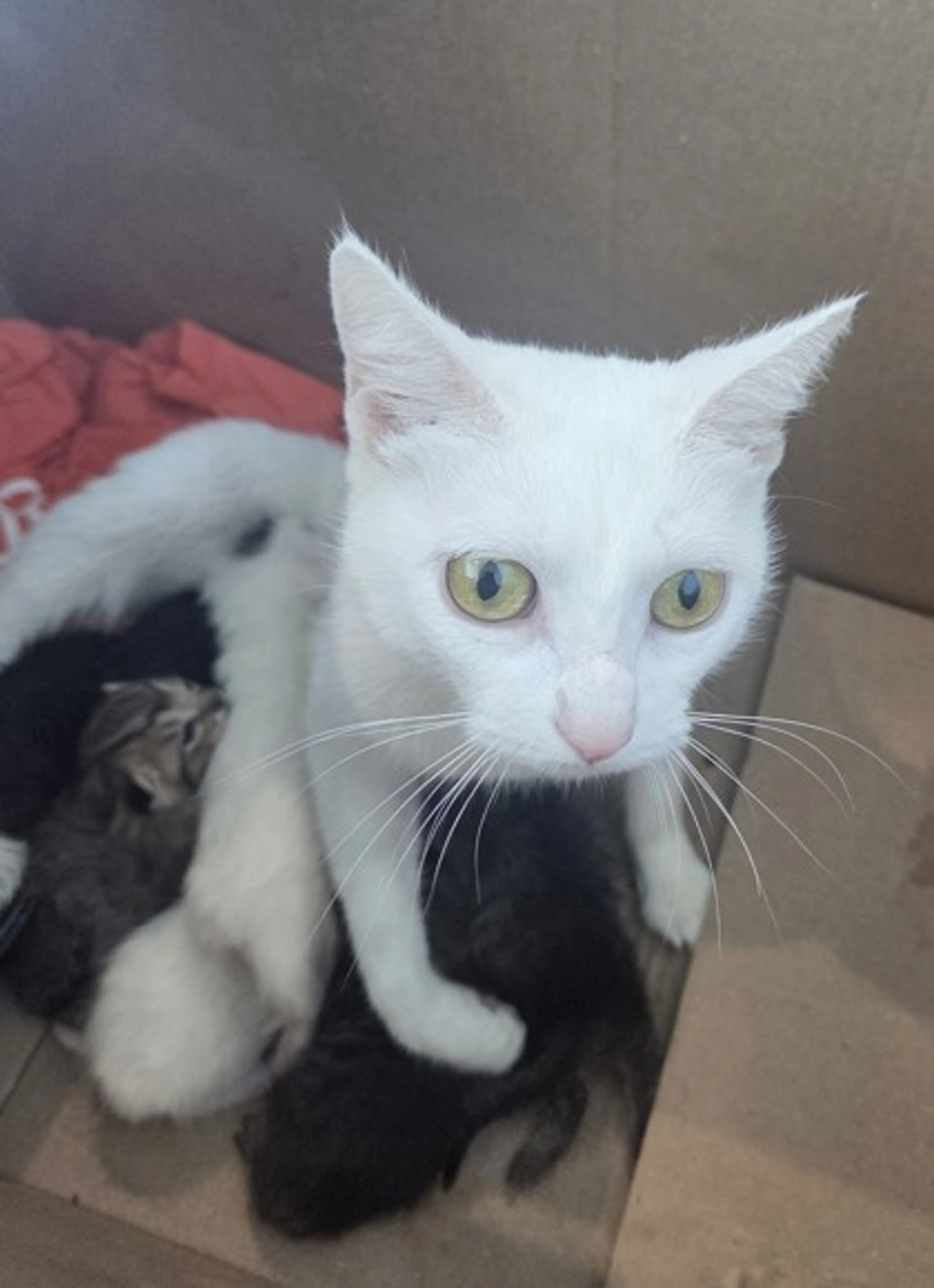Found pet
