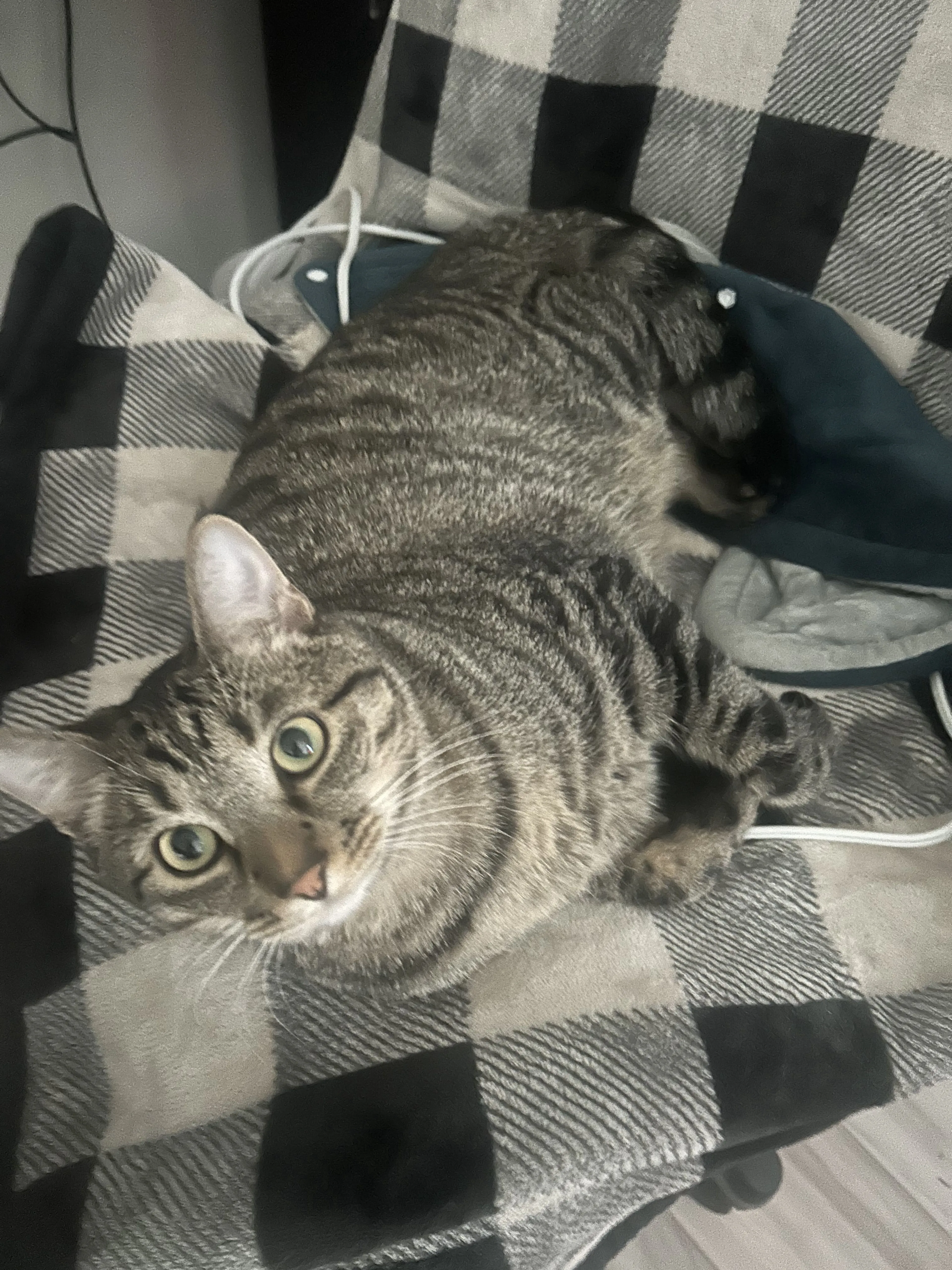 Lost pet-1