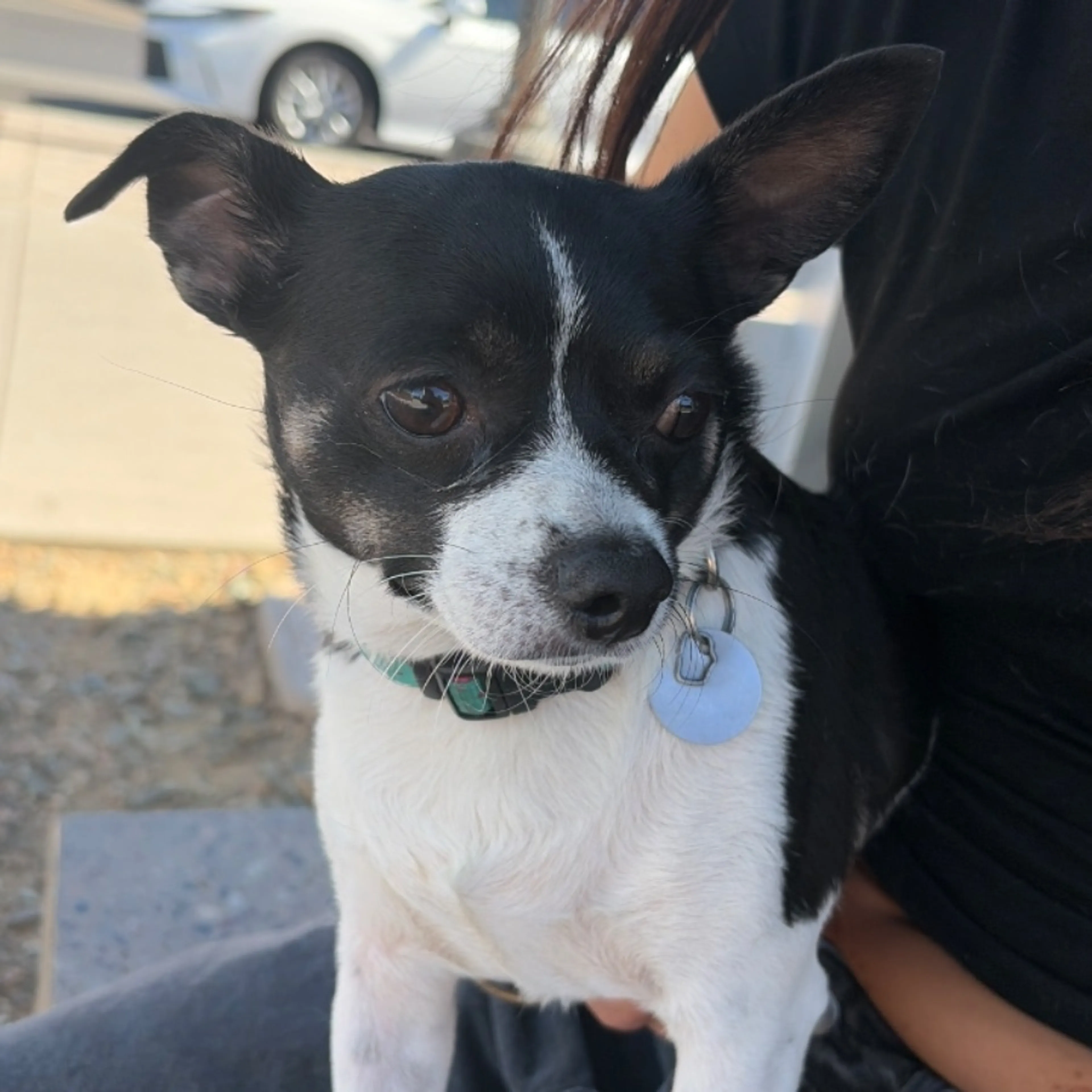Found pet