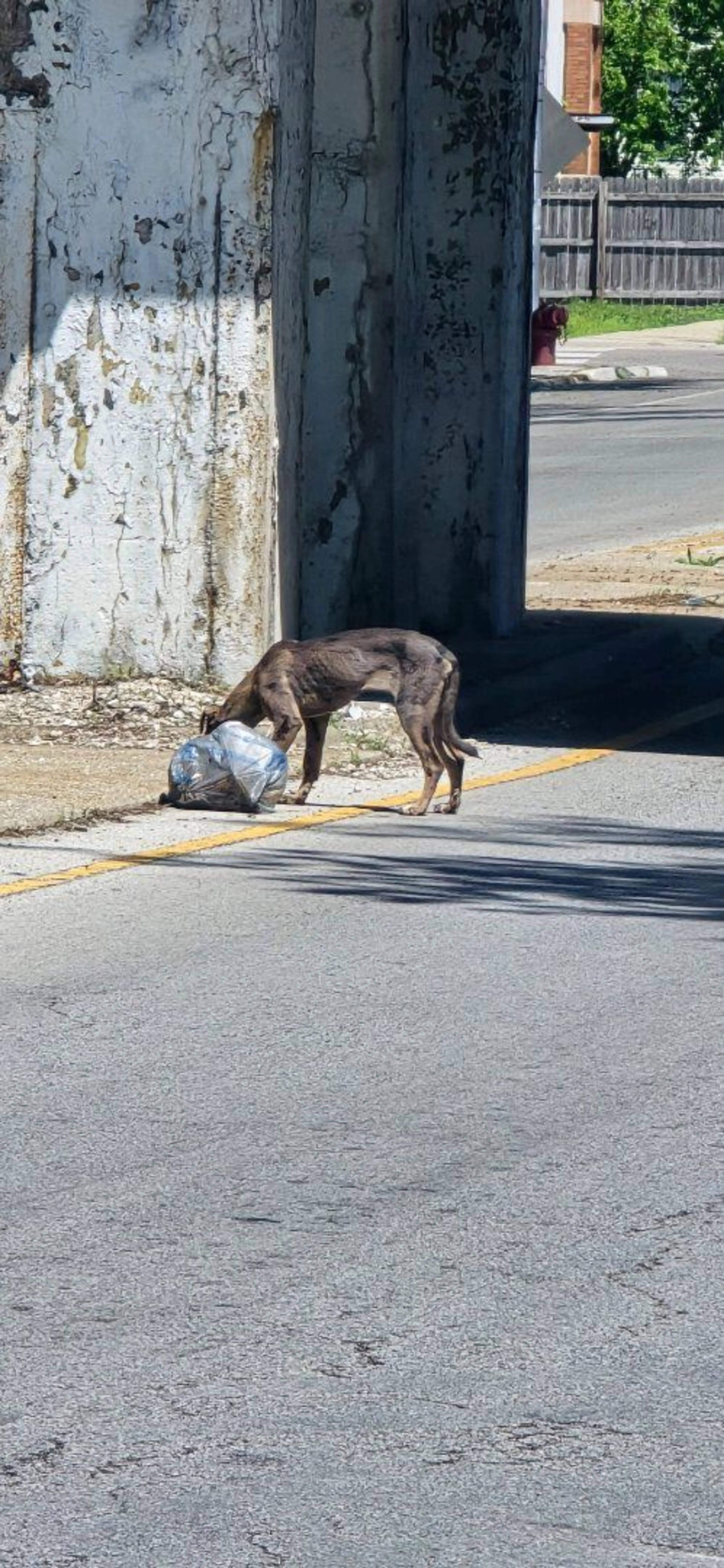 Lost pet-0