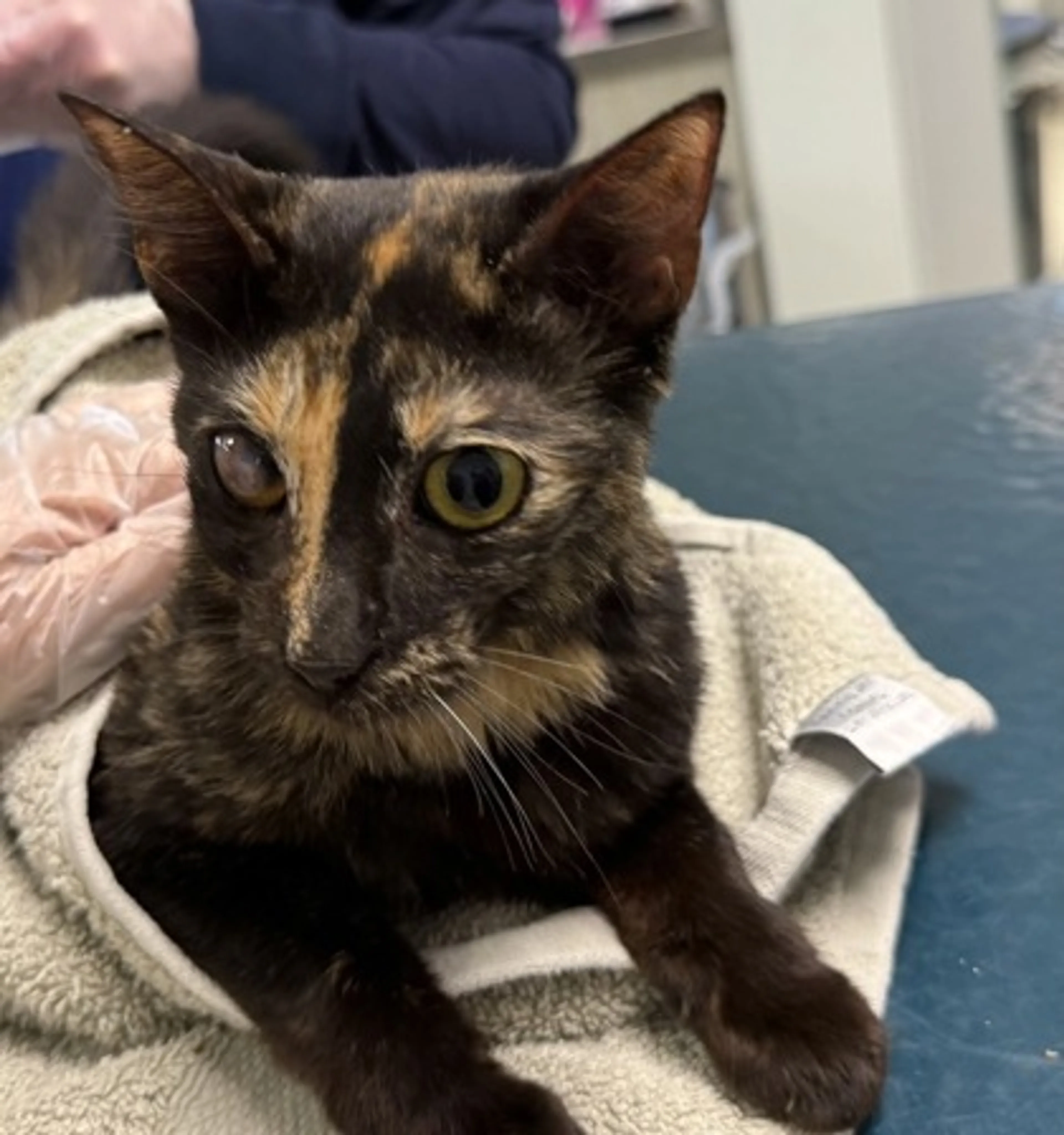 Found pet