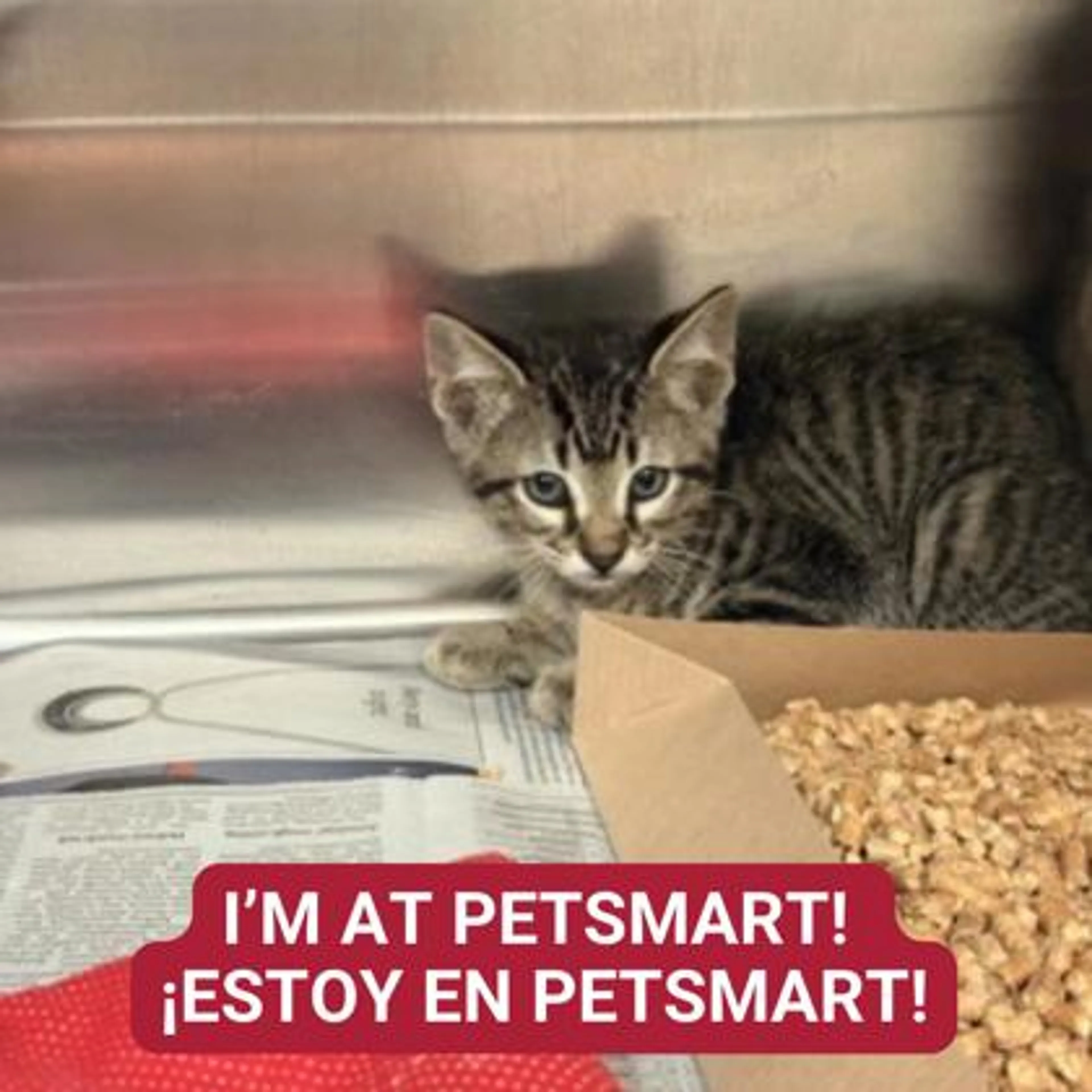 Found pet