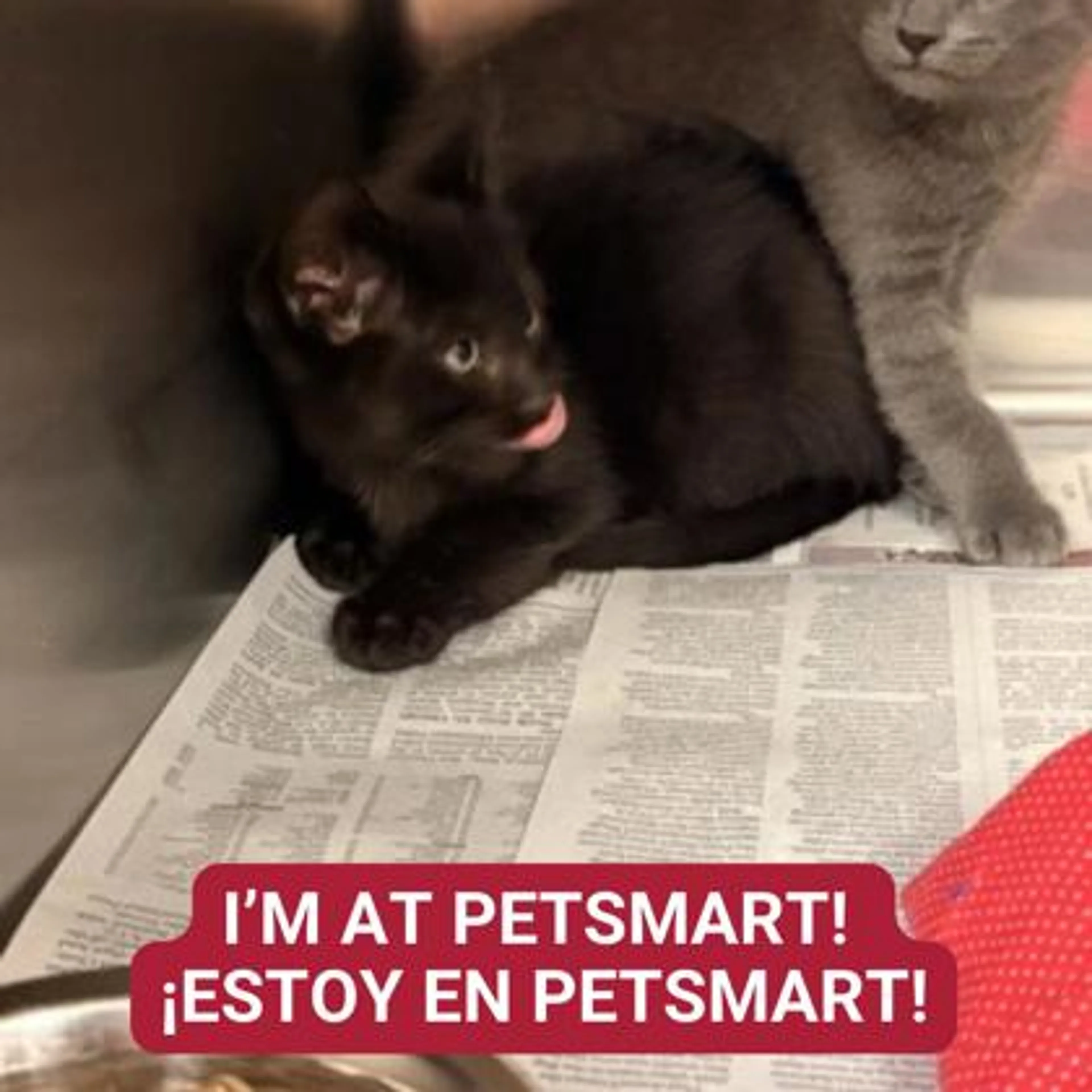 Found pet