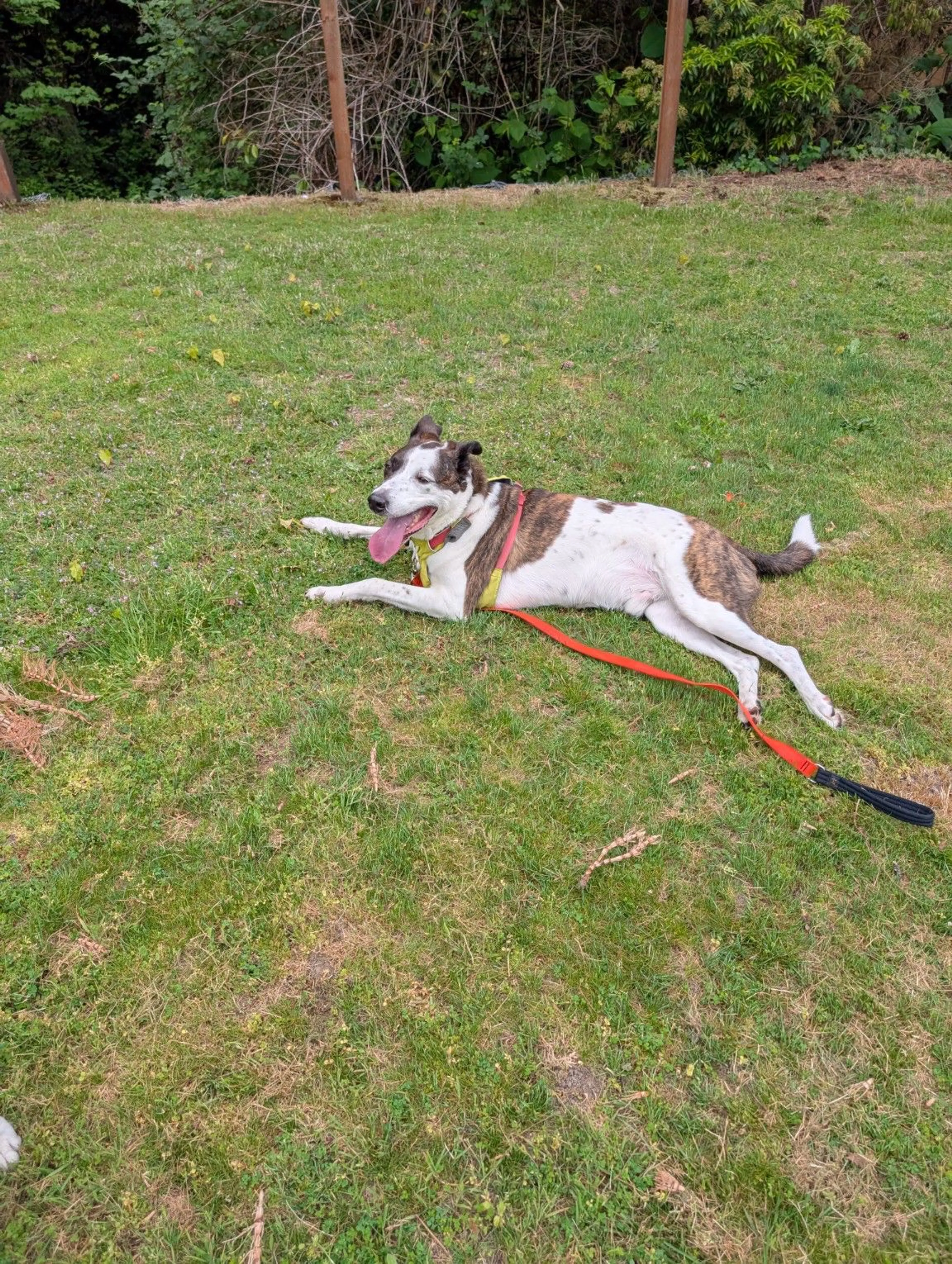 Lost pet-1