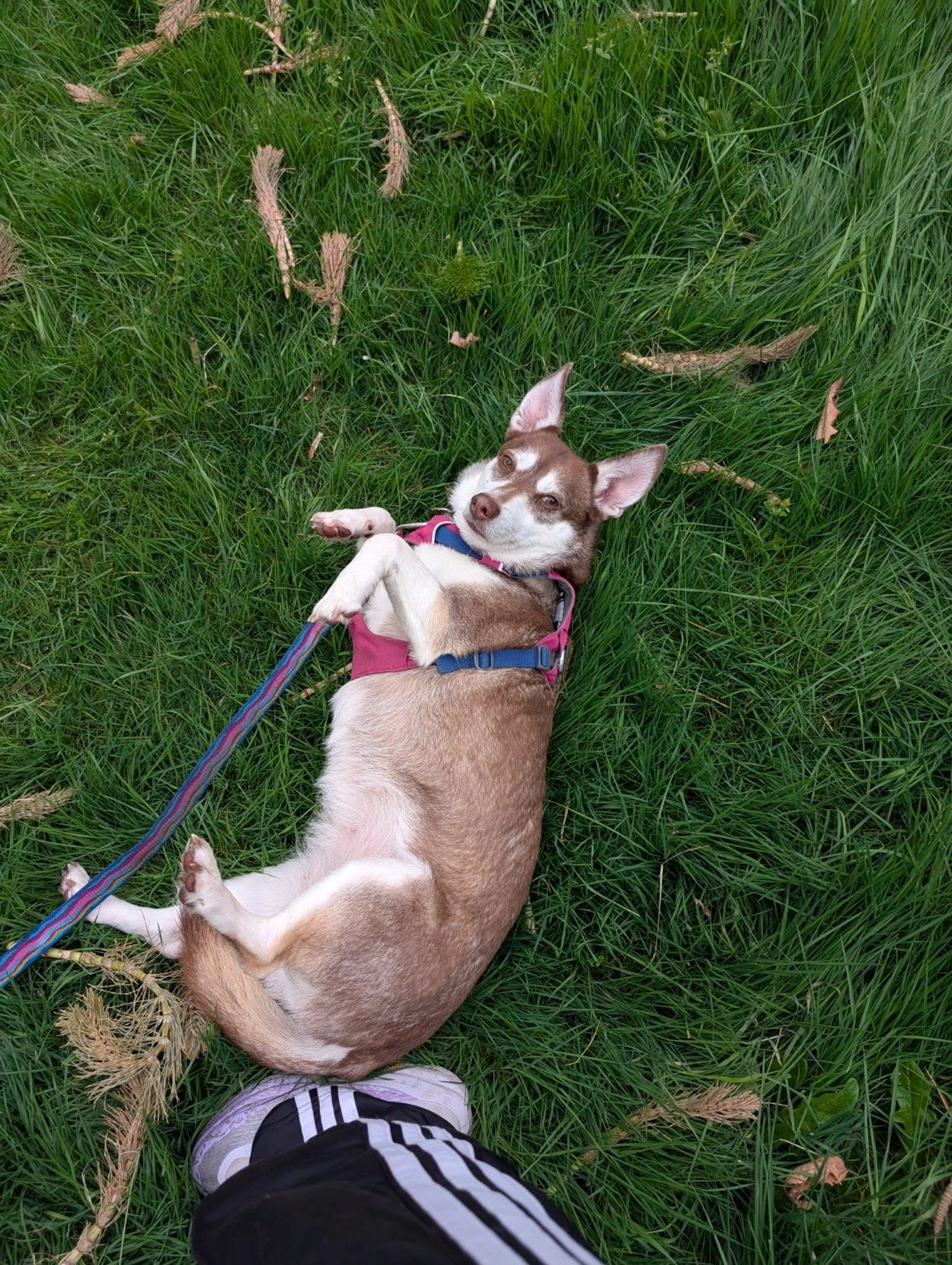 Lost pet-0