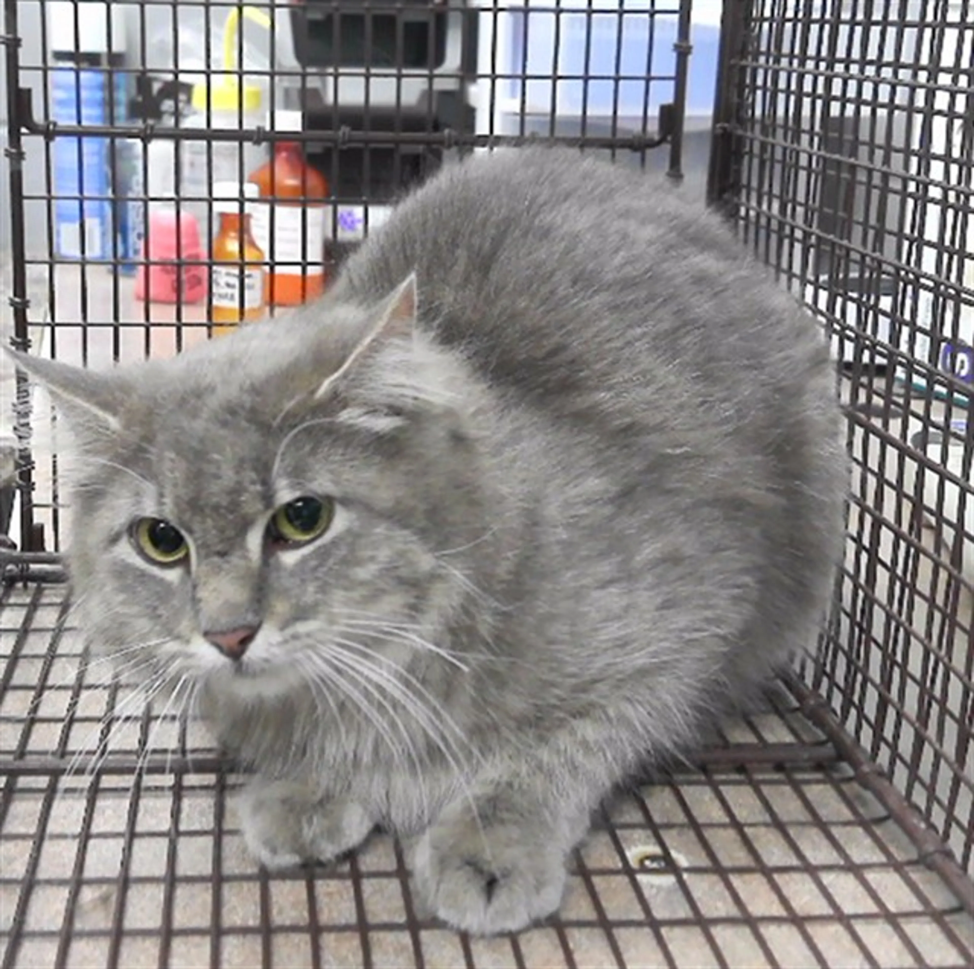 Found pet