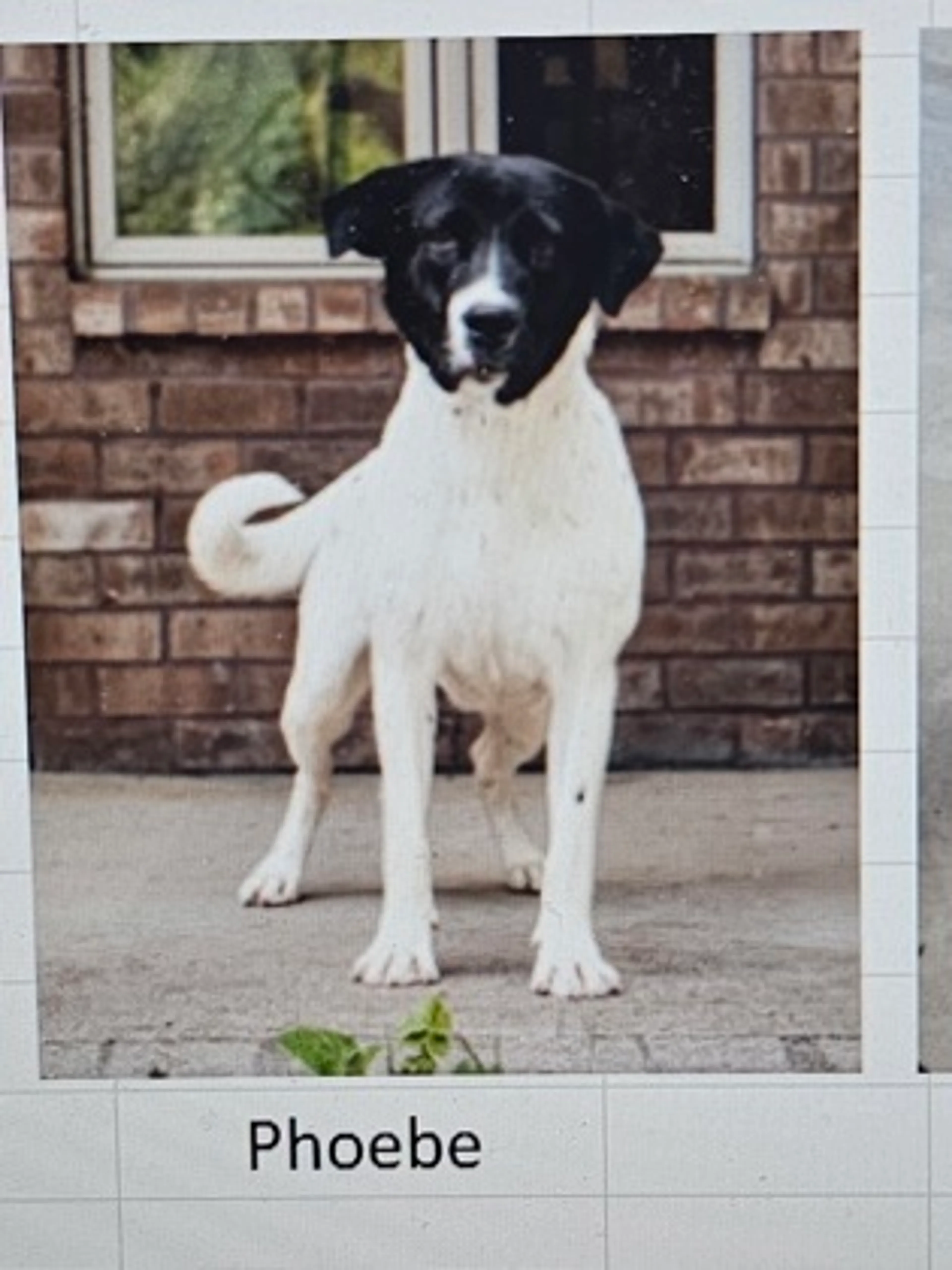 Found pet