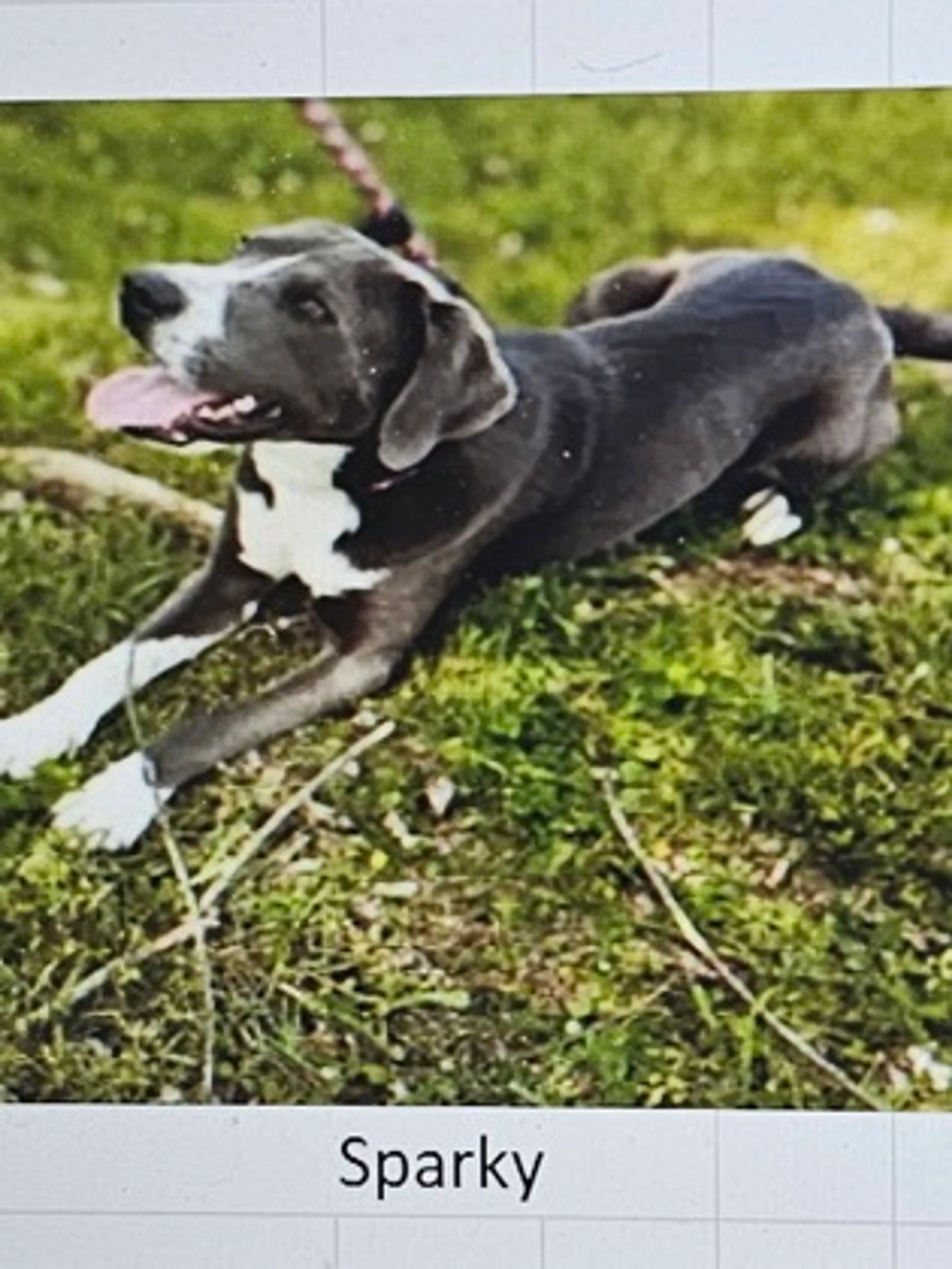 Found pet