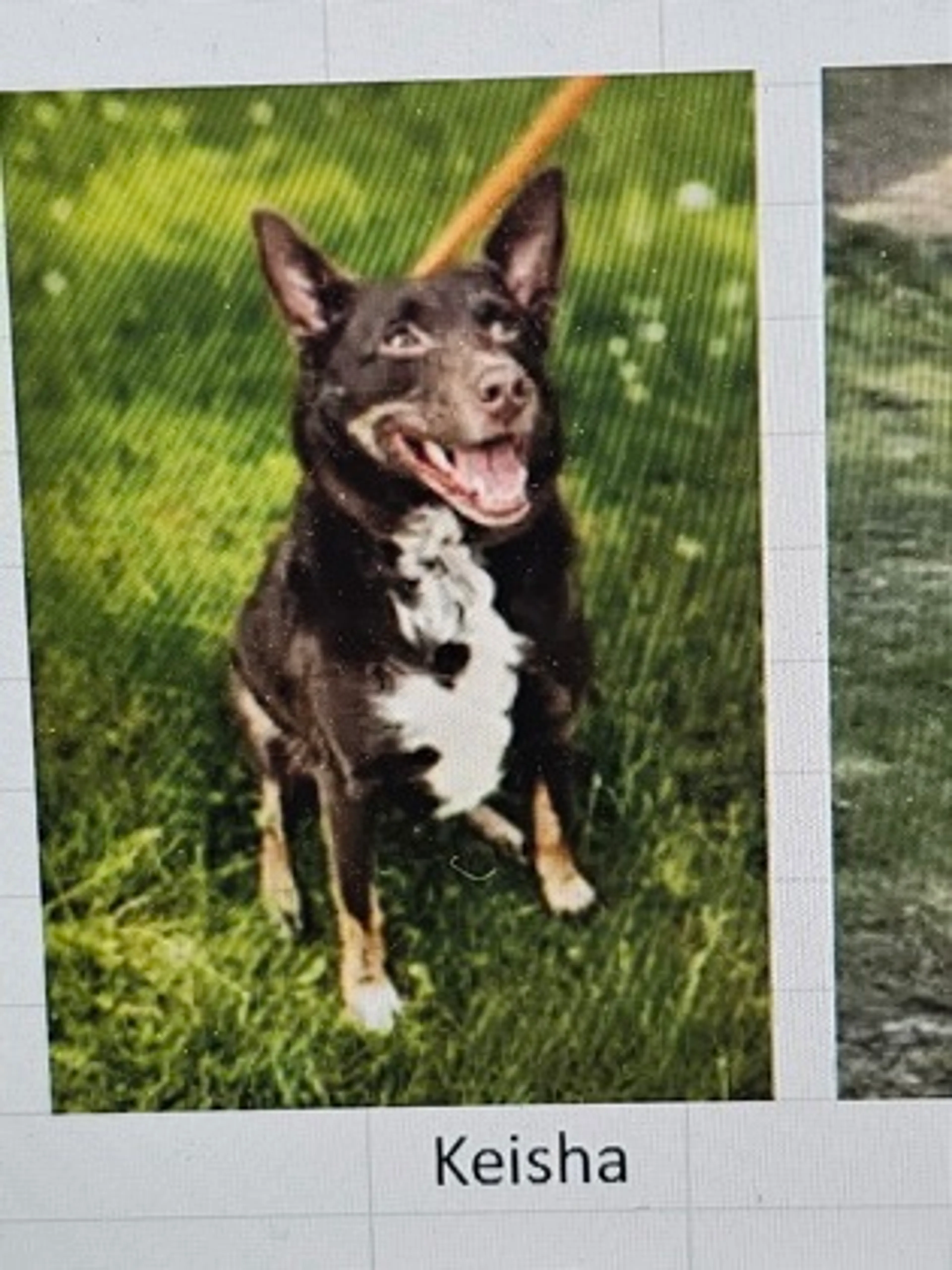 Found pet