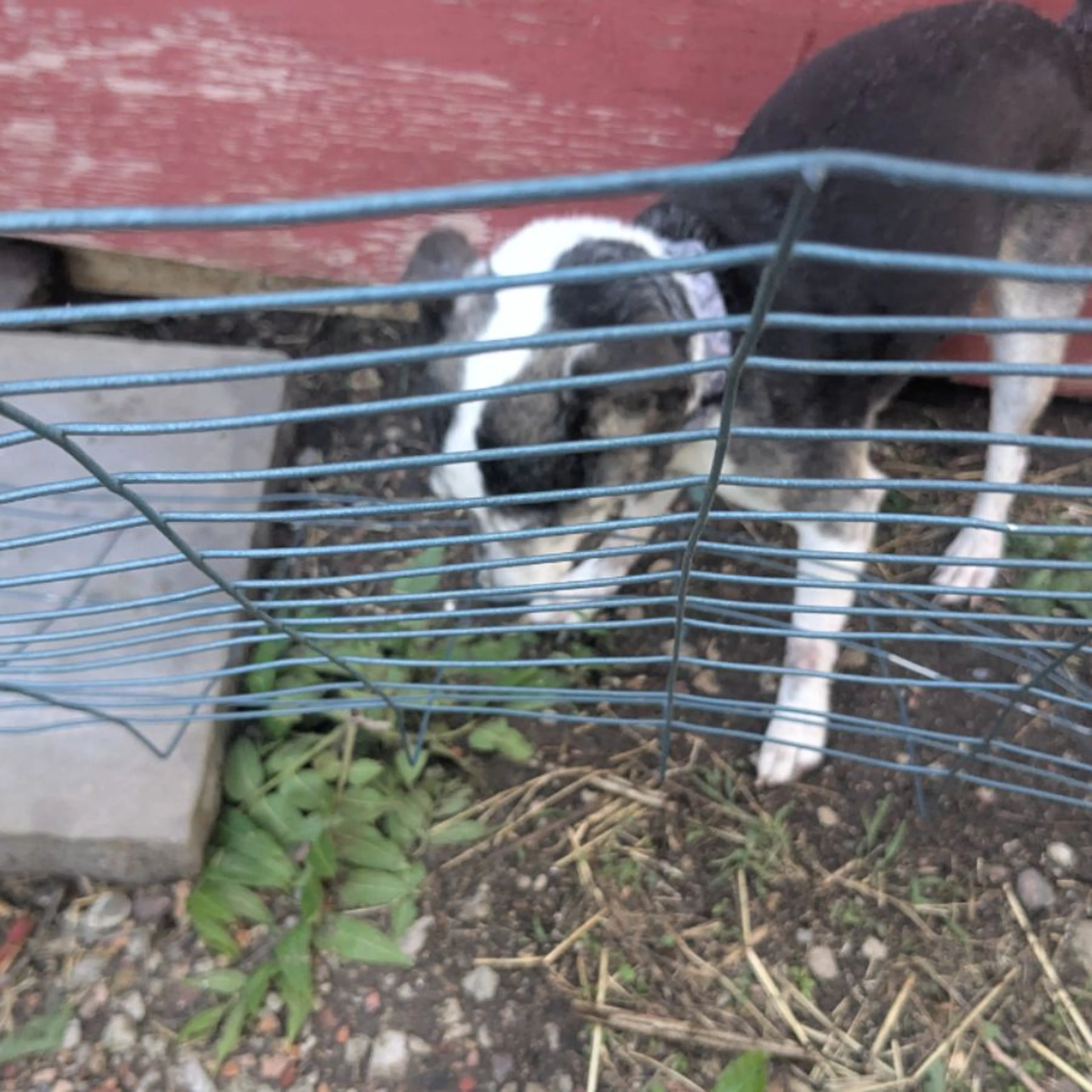 Found pet-0