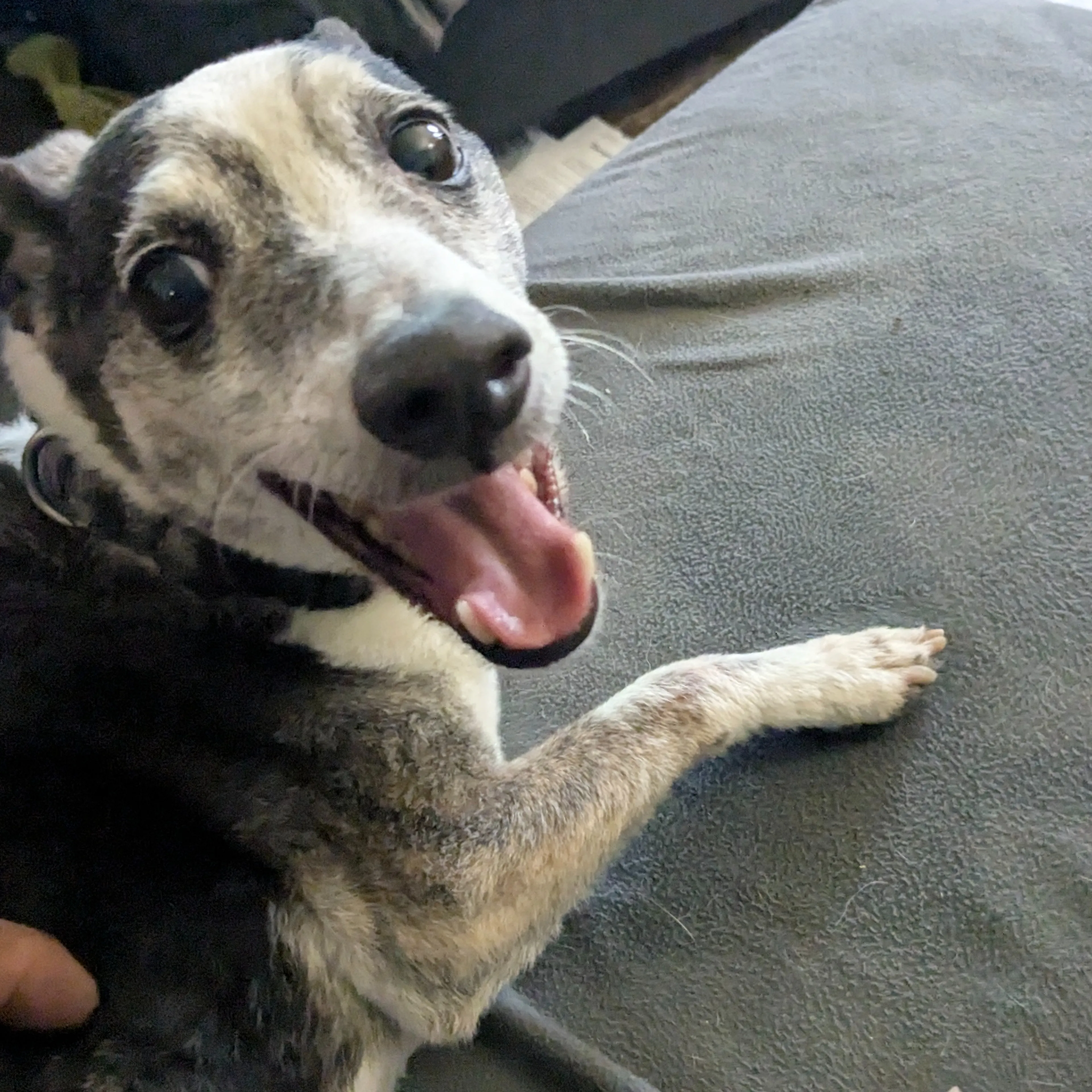Found pet-1