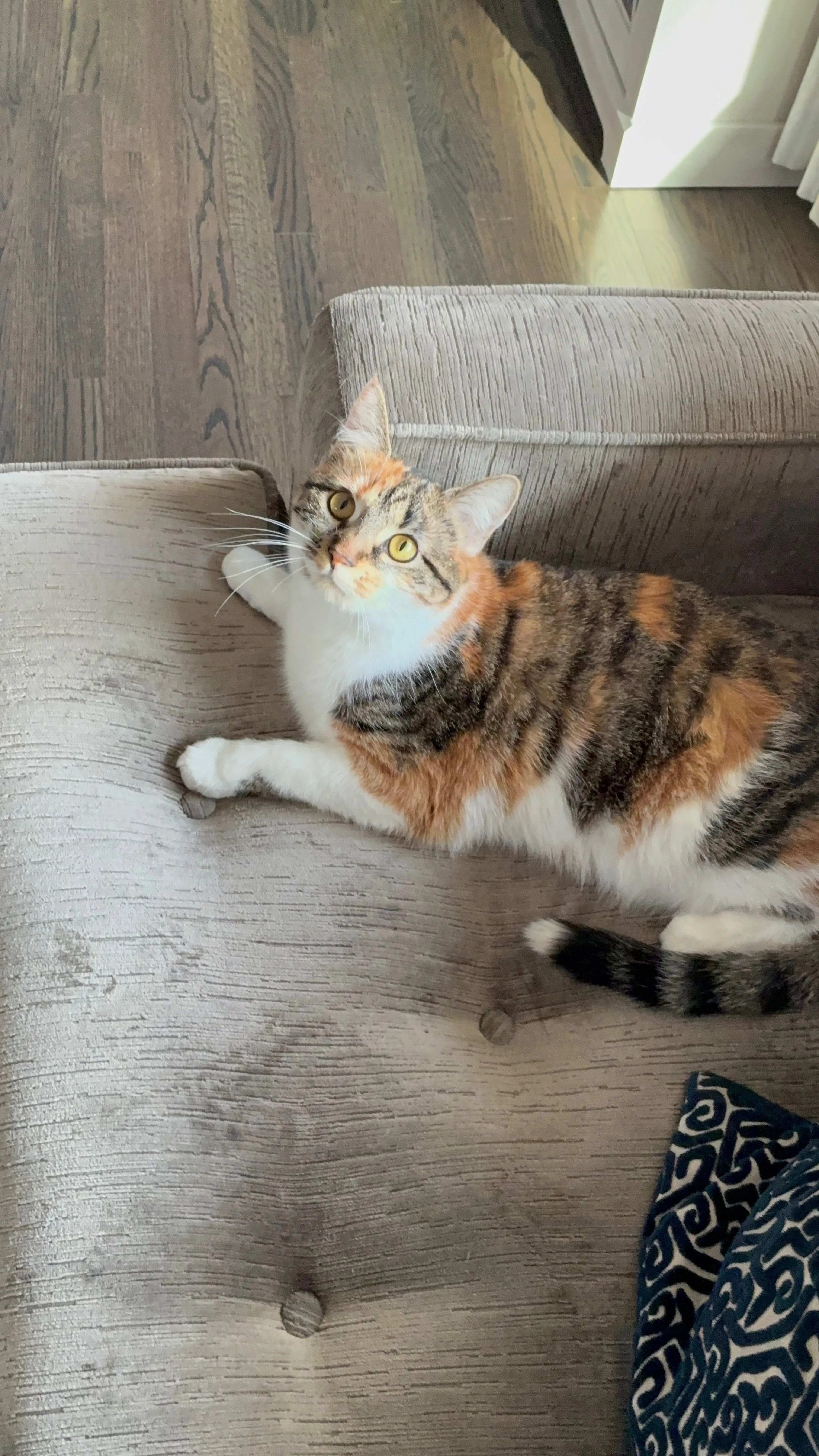 Lost pet-1