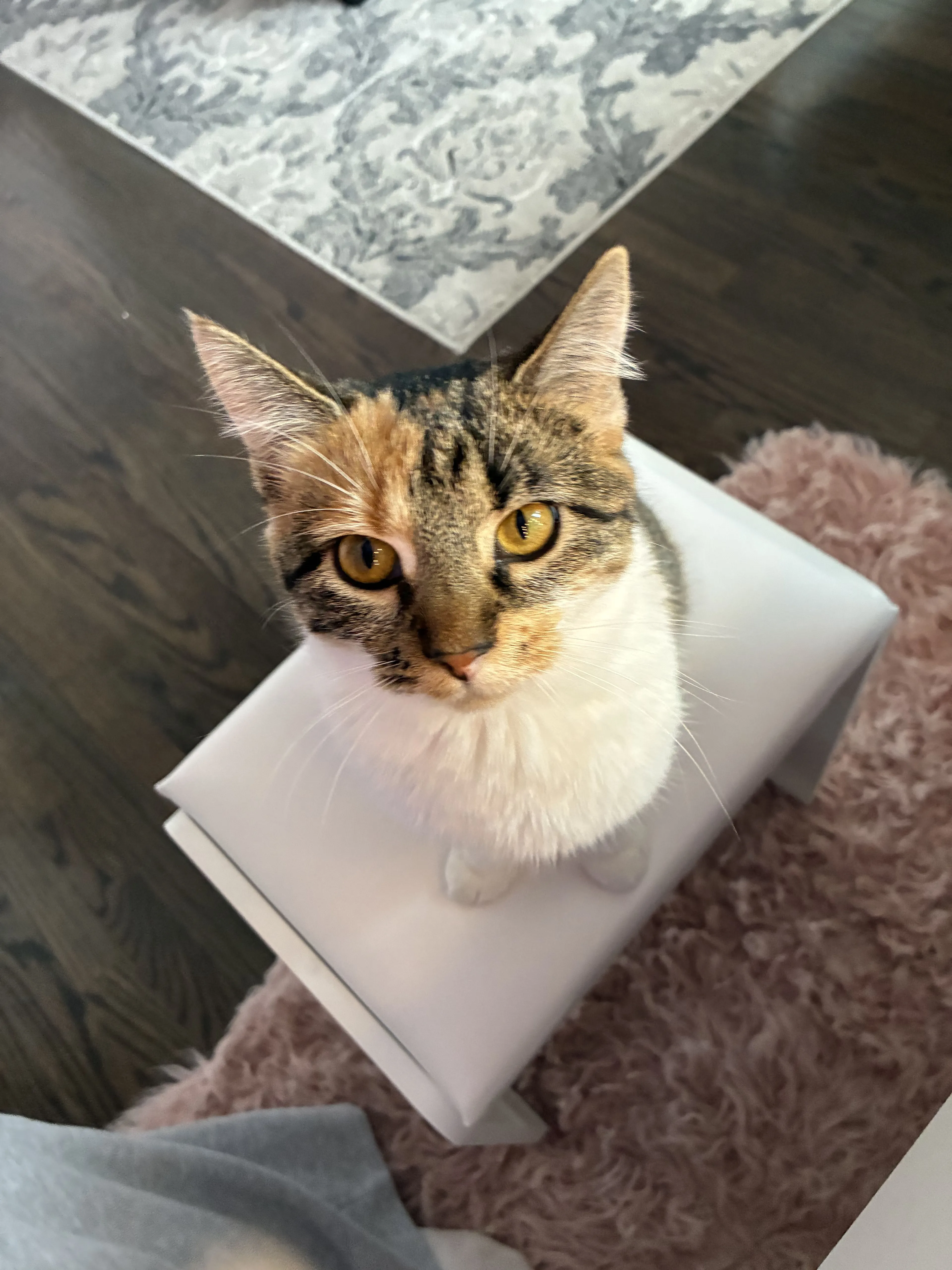 Lost pet-0