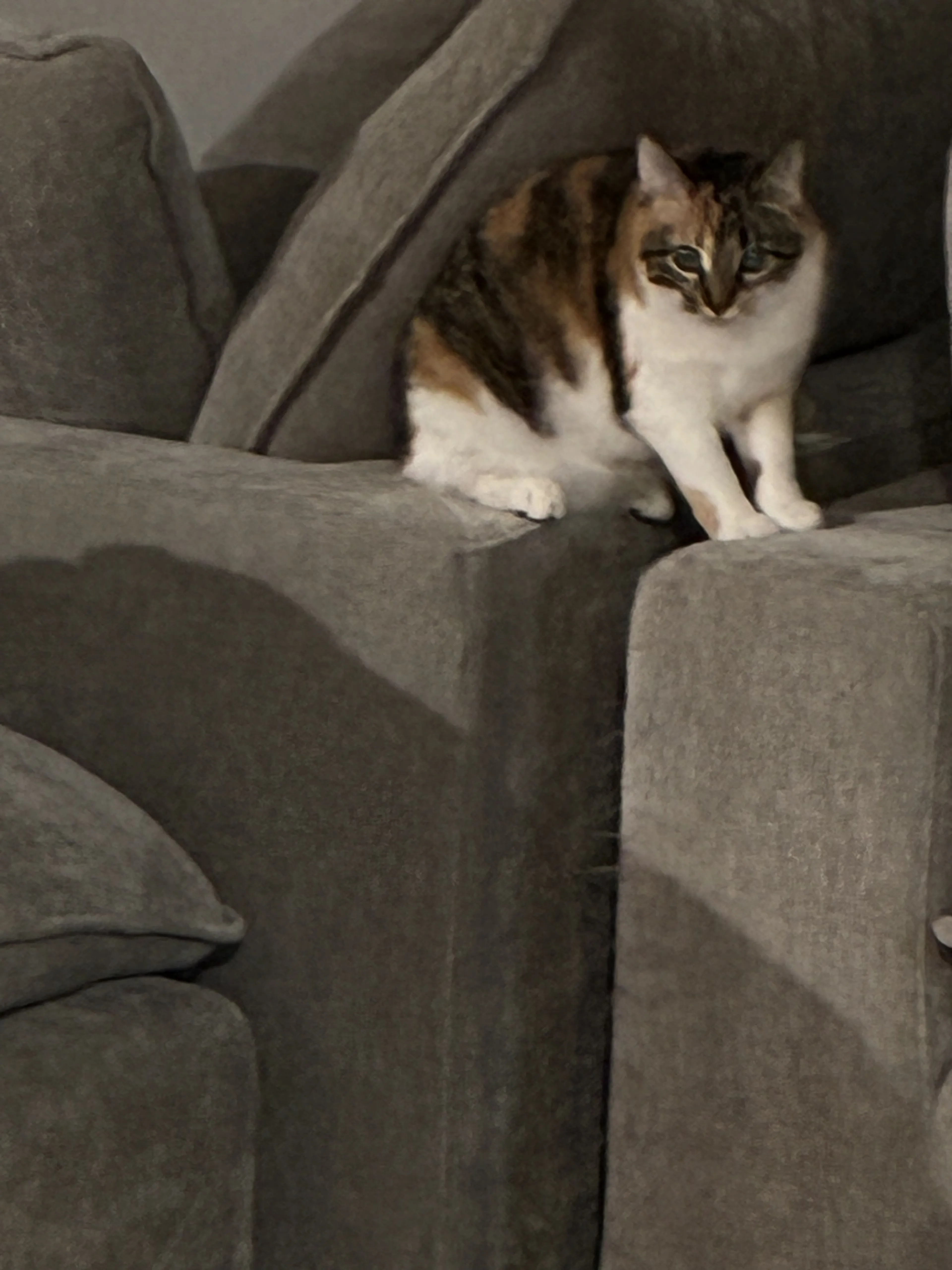 Lost pet-2