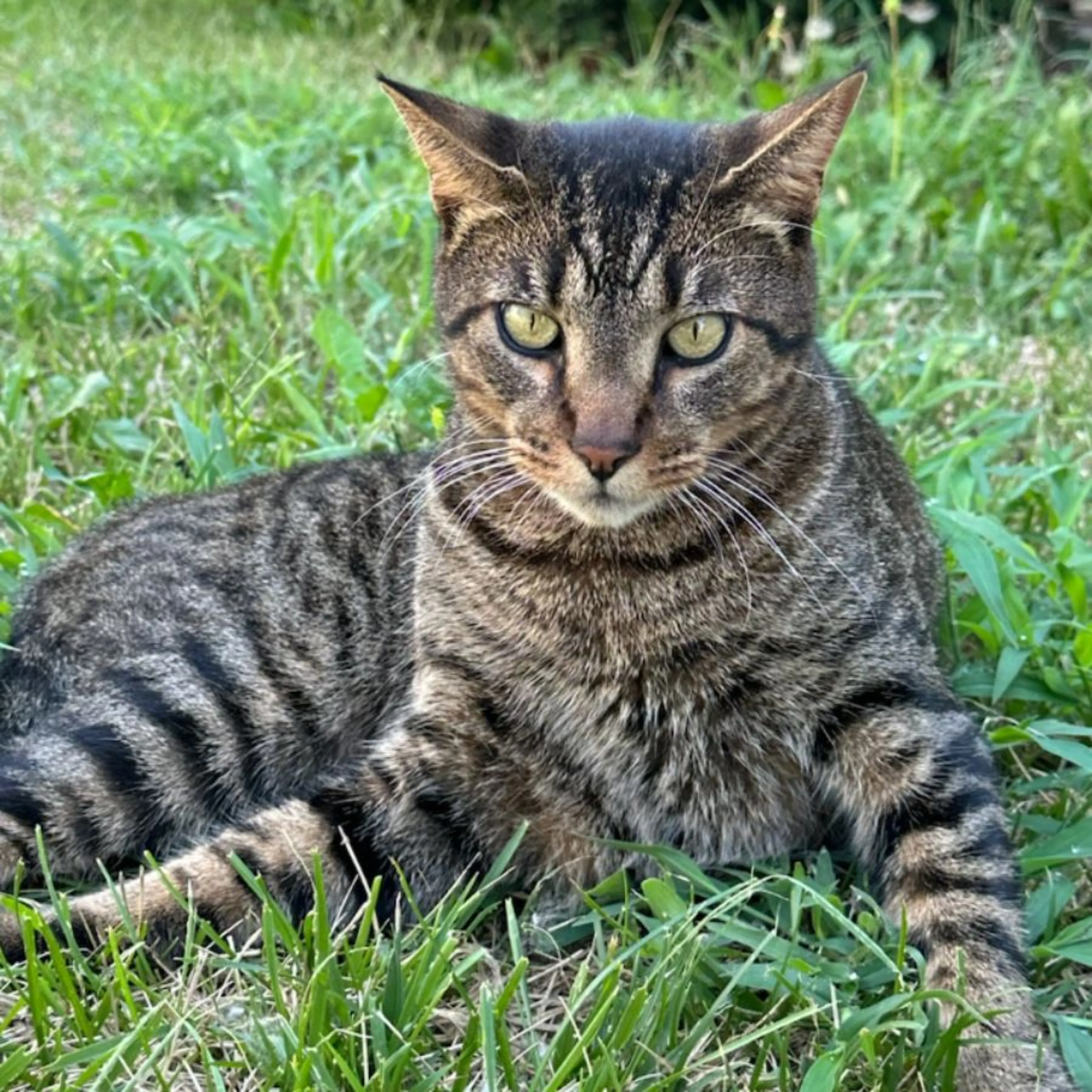 Lost pet