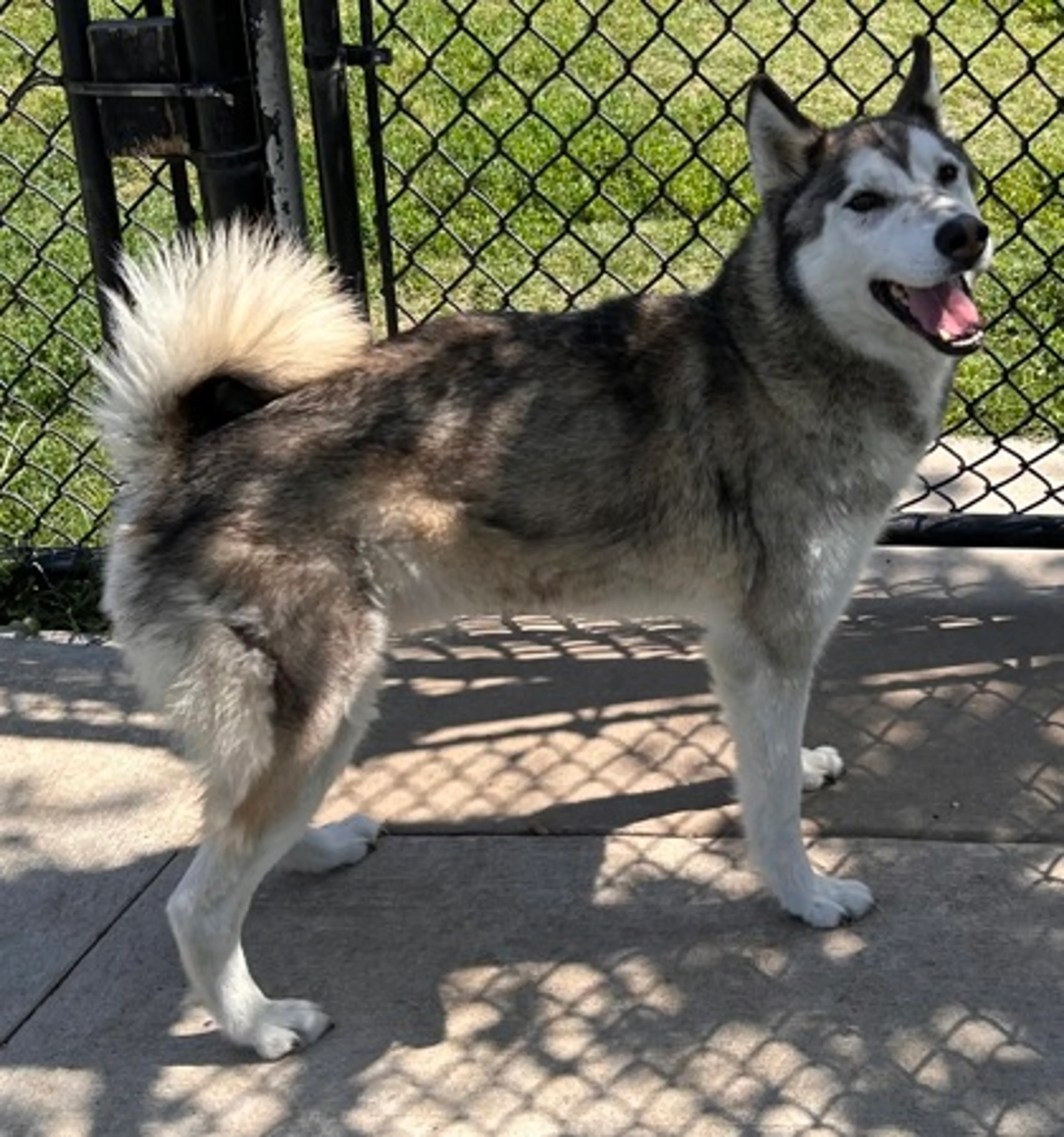 Found pet