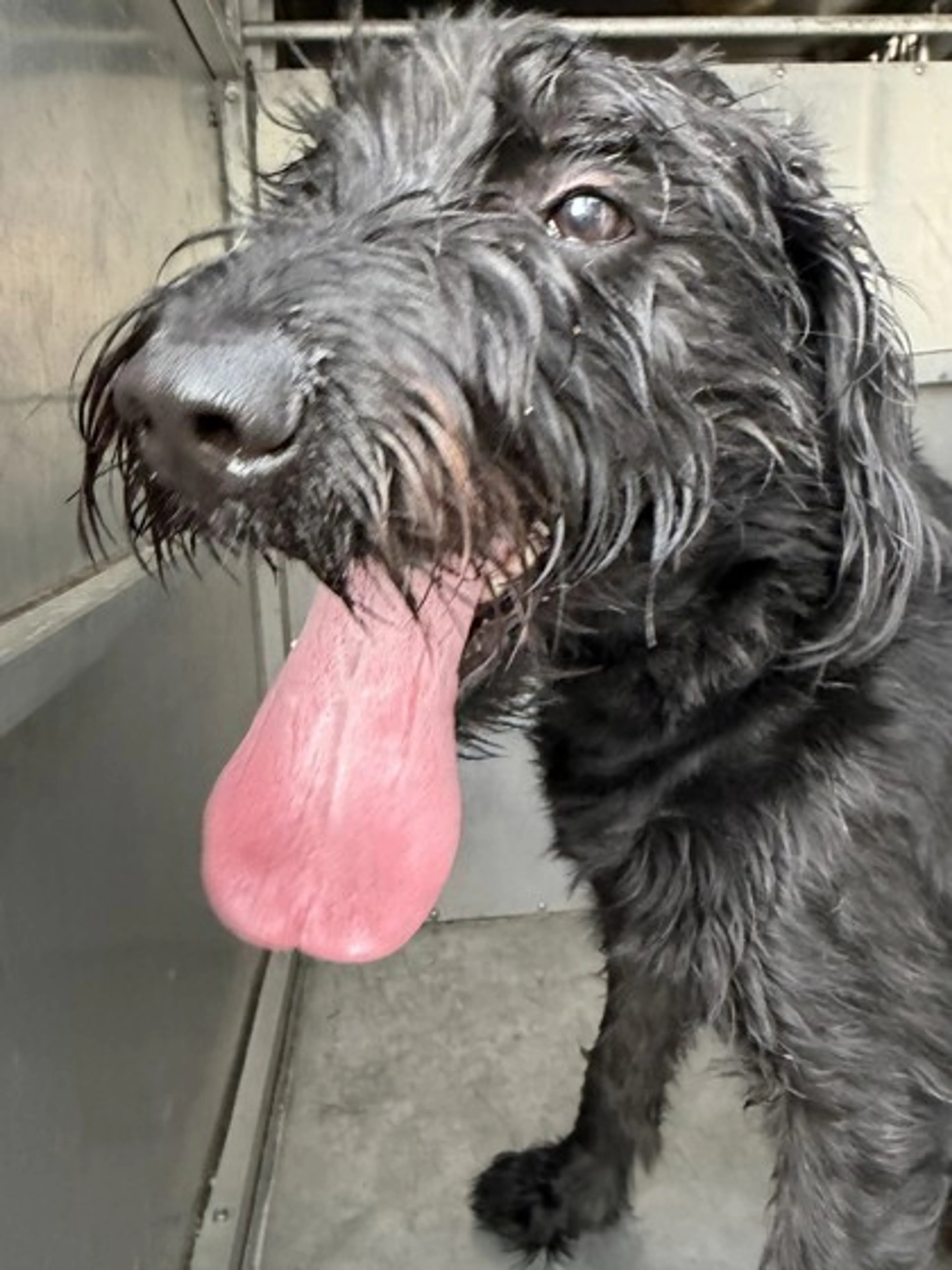 Found pet