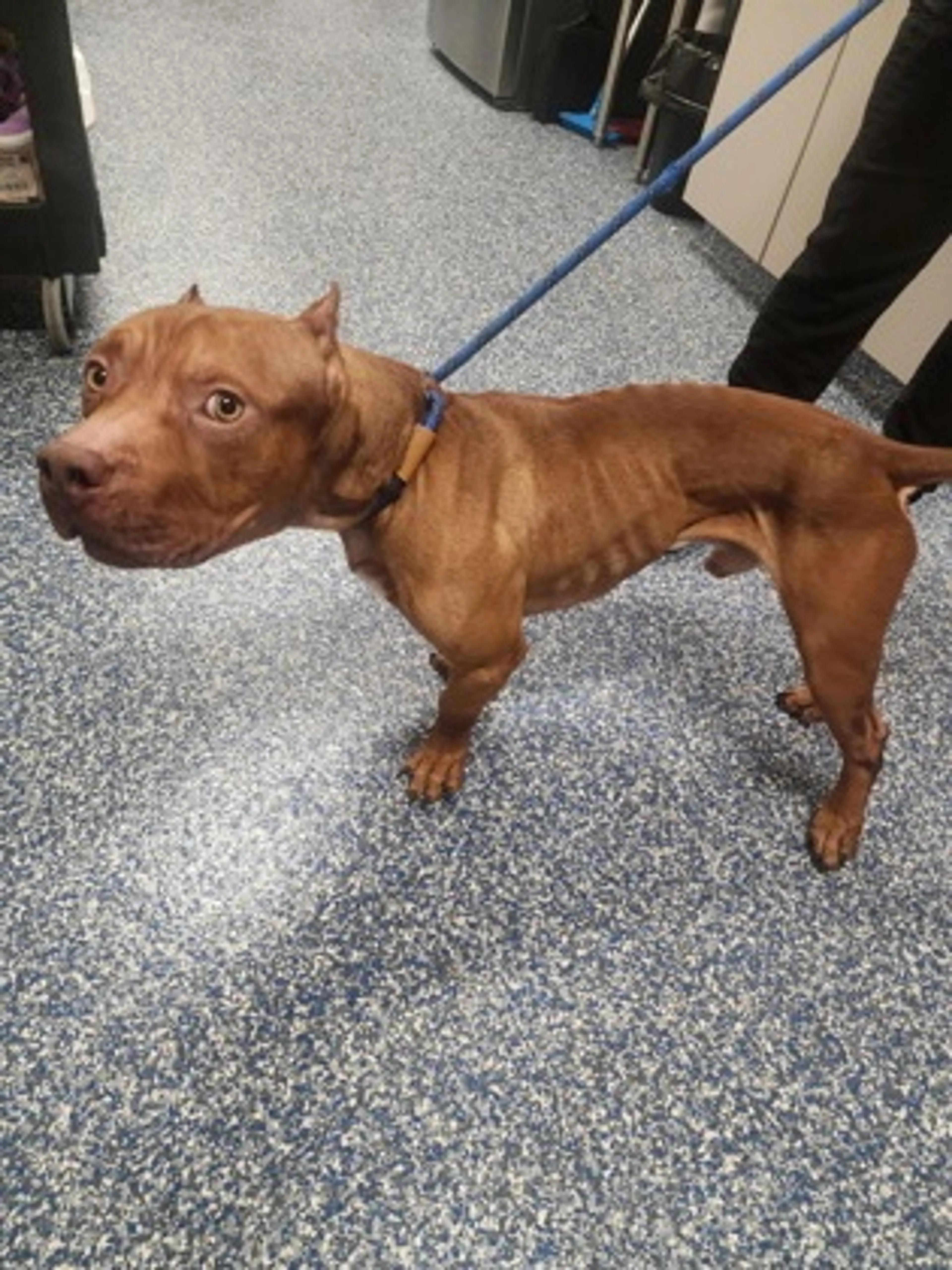 Found pet