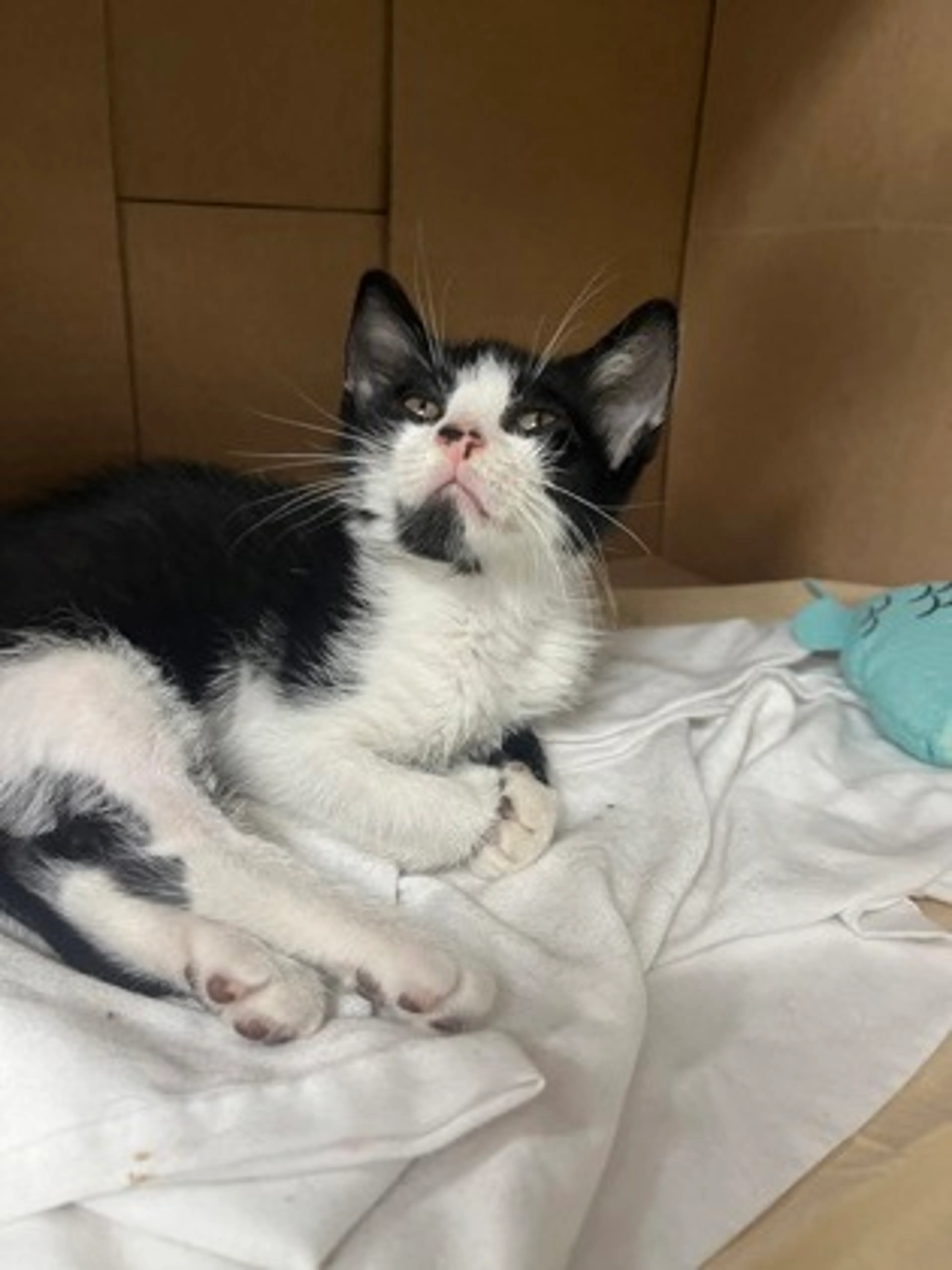 Found pet