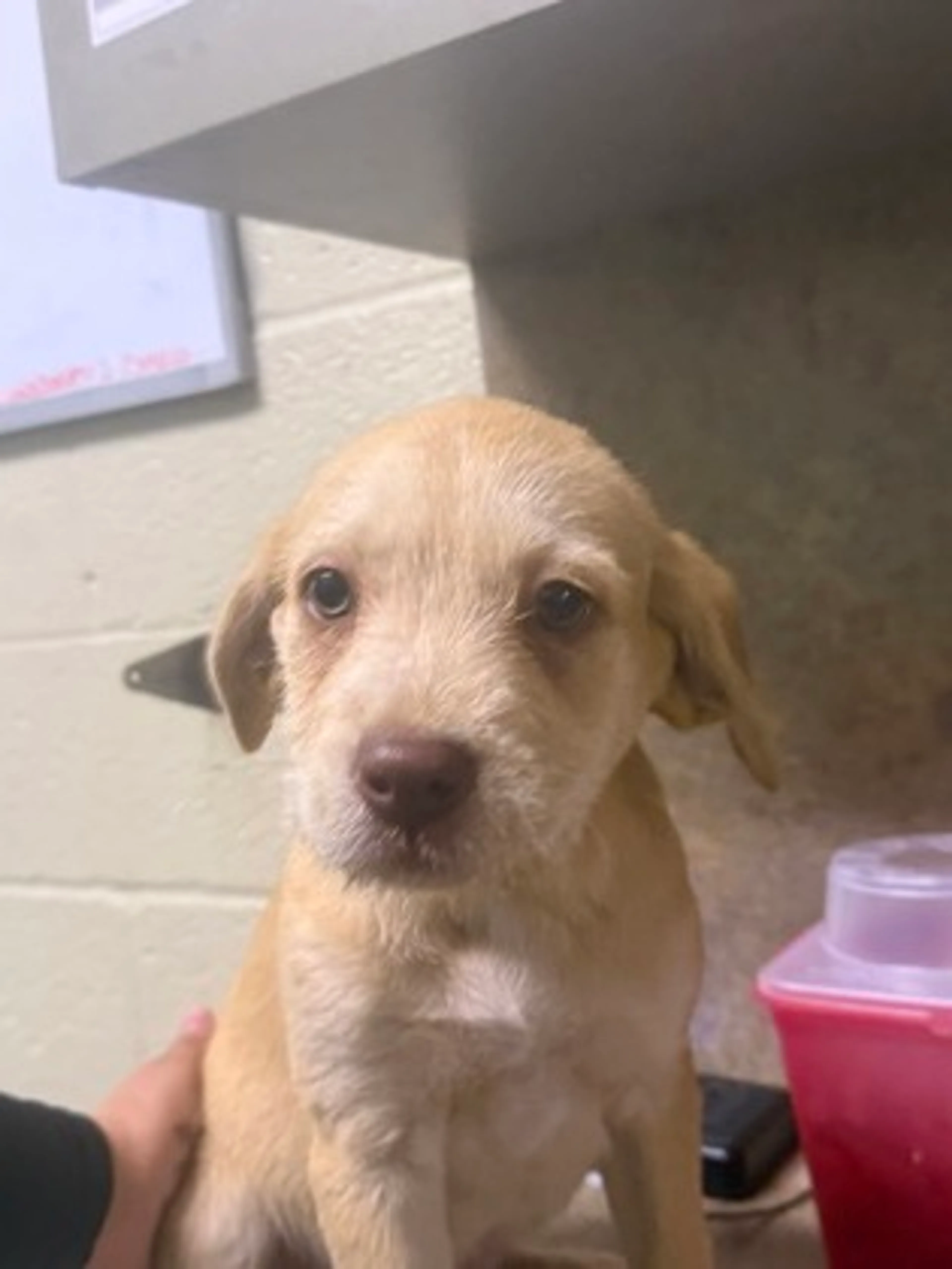 Found pet