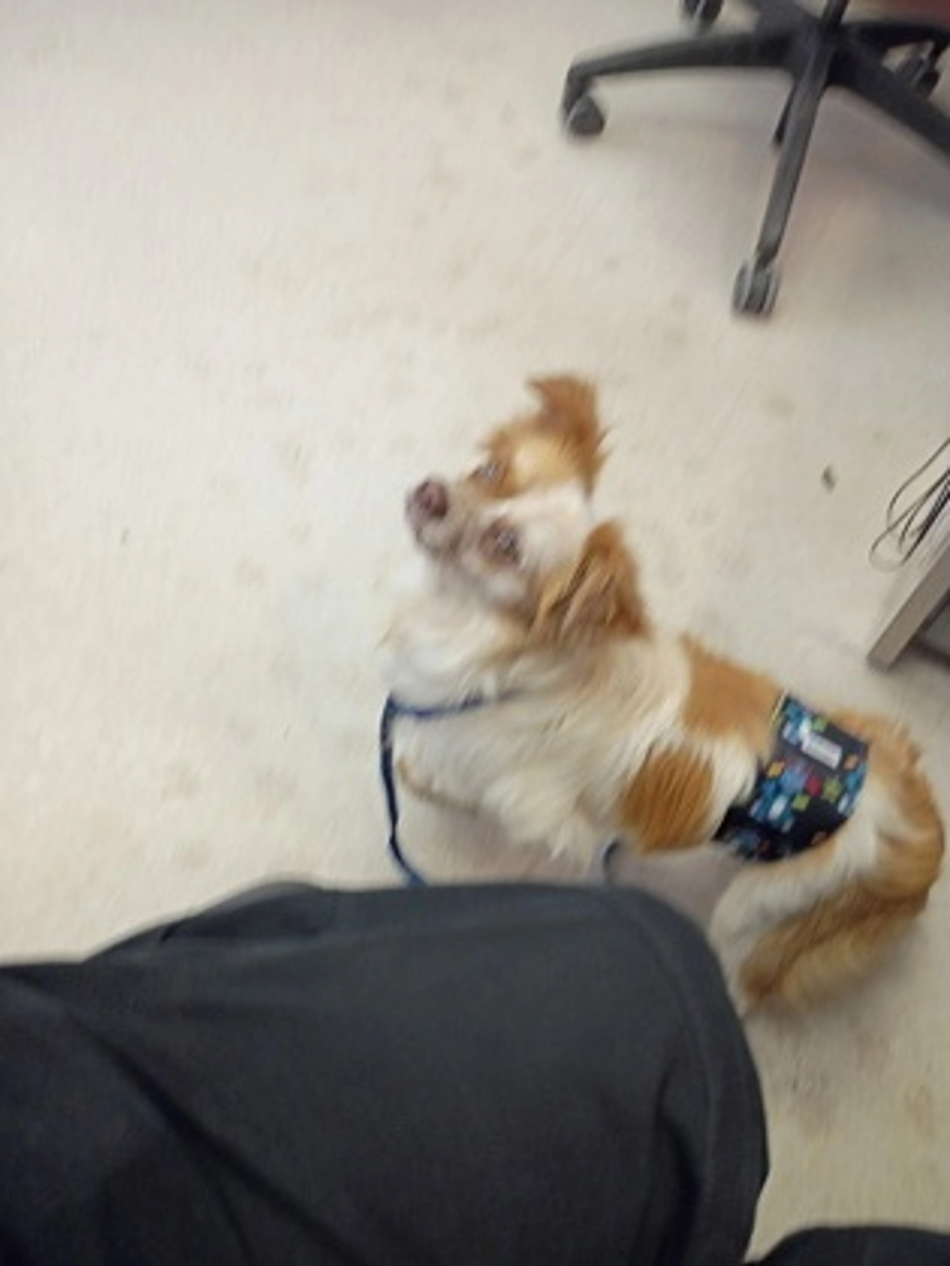 Found pet-1