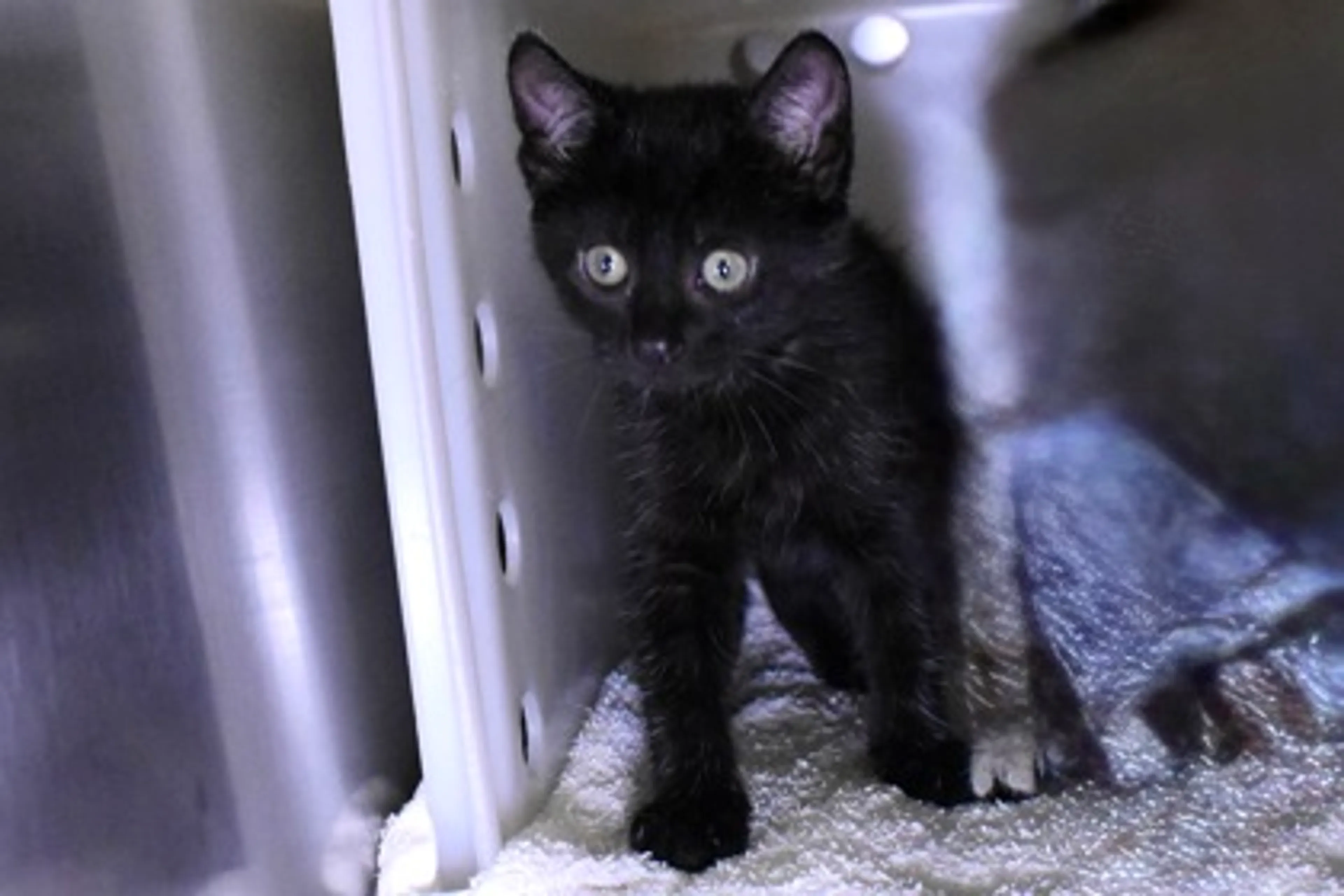 Found pet-1