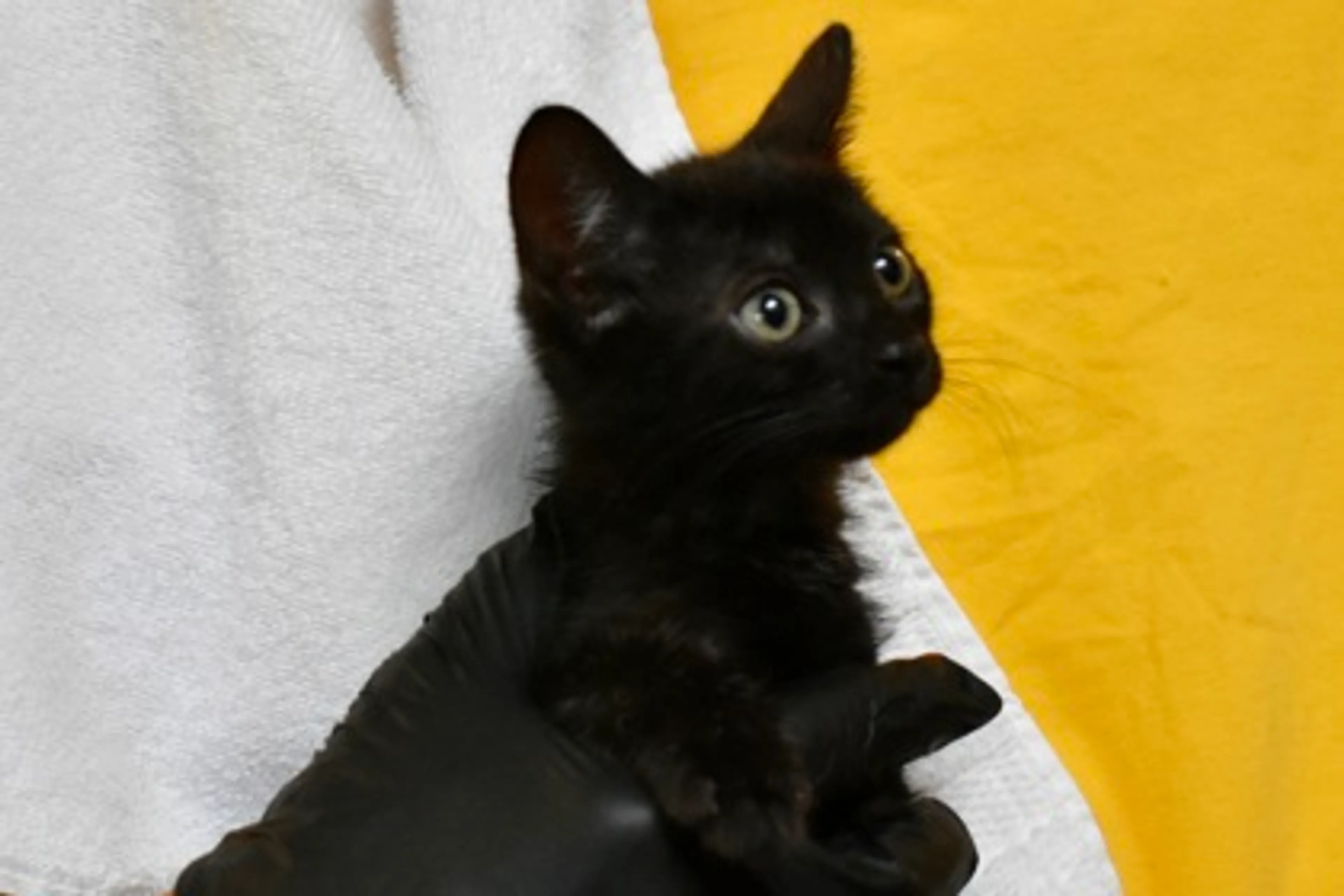 Found pet-1