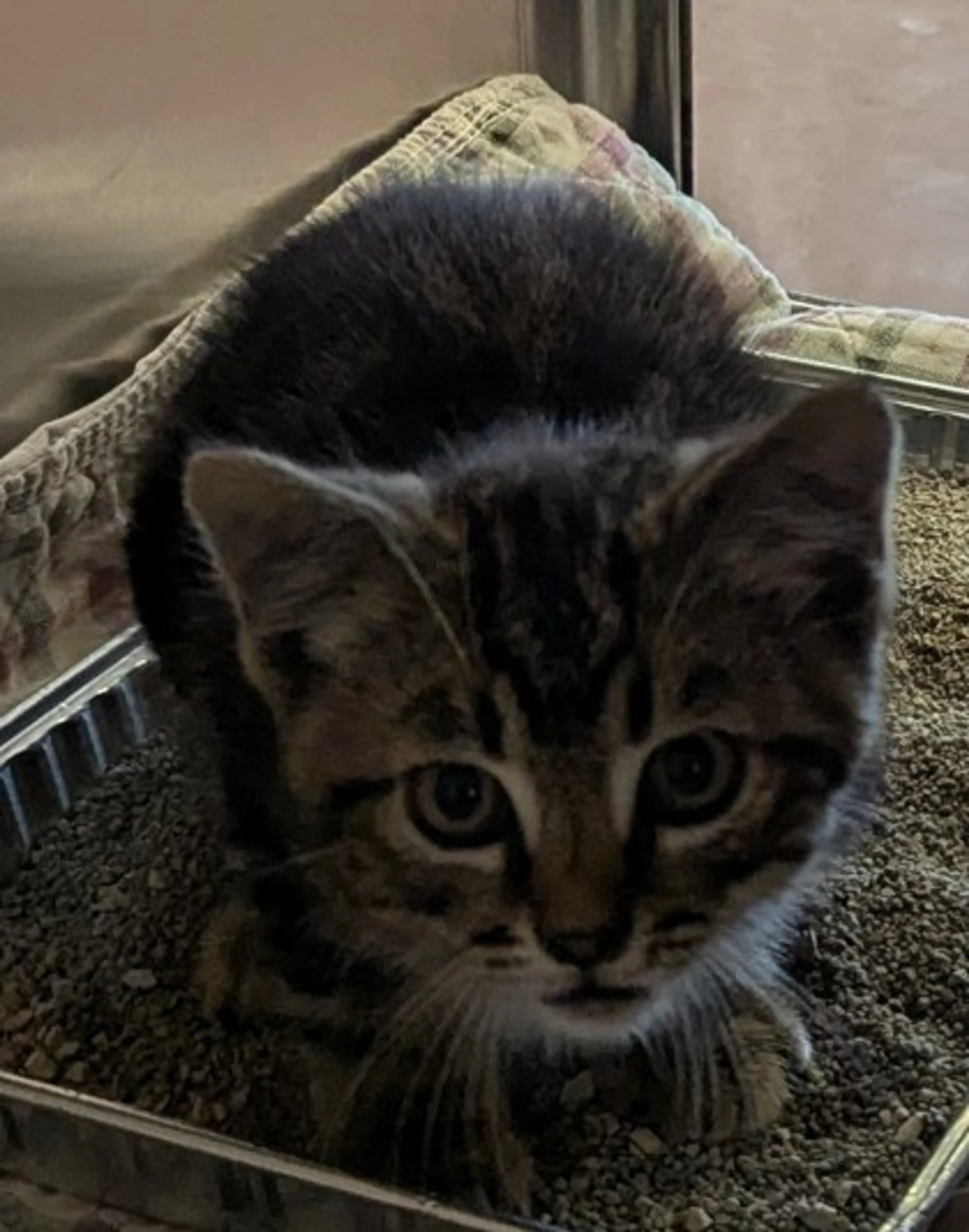 Found pet